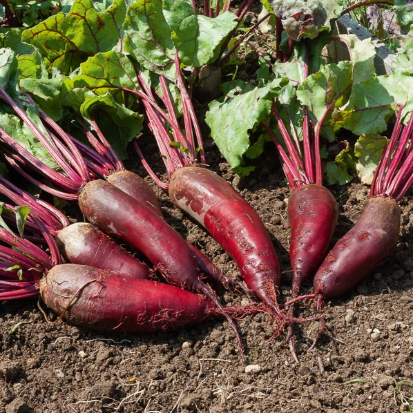 Betterave rouge Cylindra