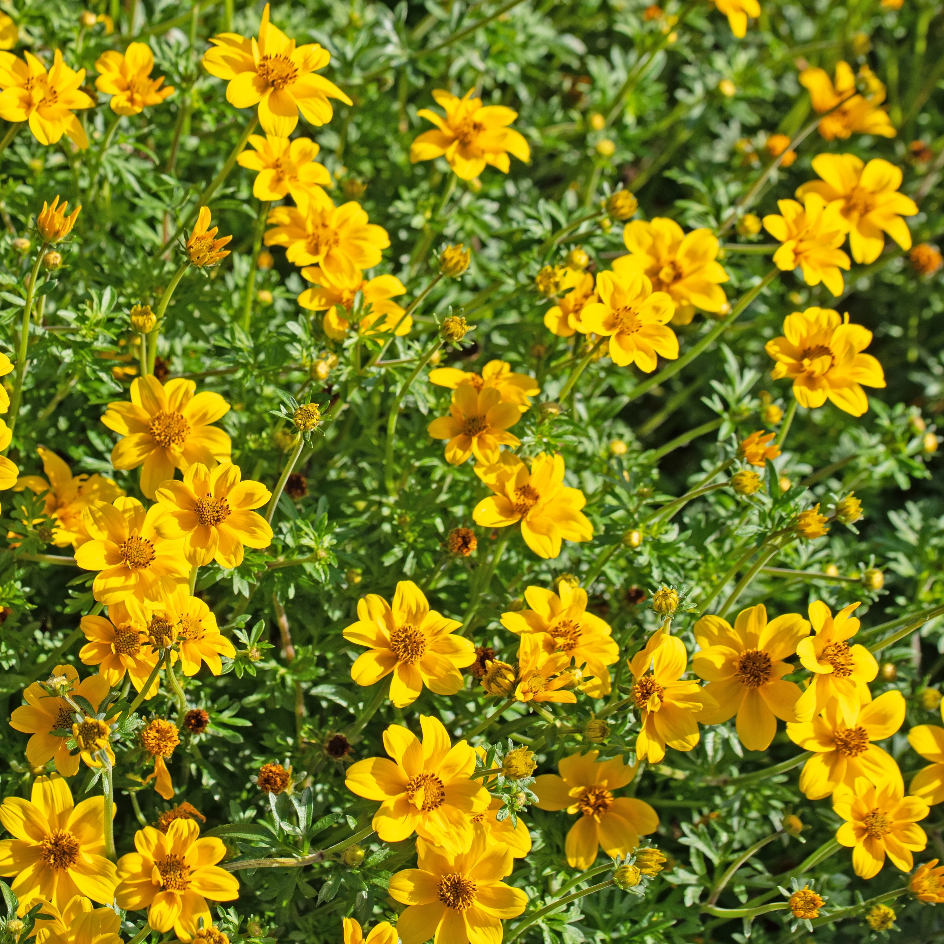 3 Bidens à feuilles de férule - Image 2