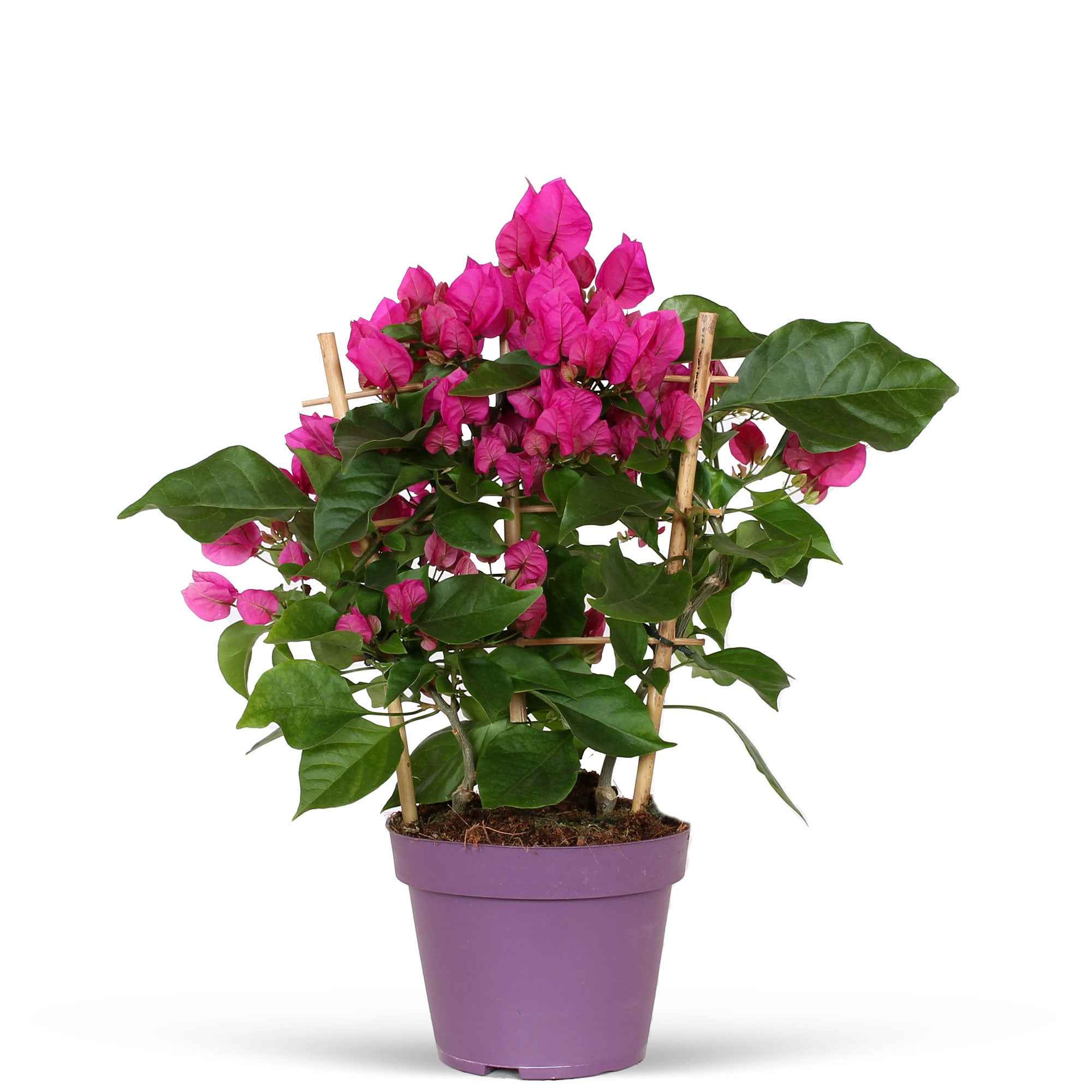 Bougainvillier 'Vera Deep Purple' - Image 4