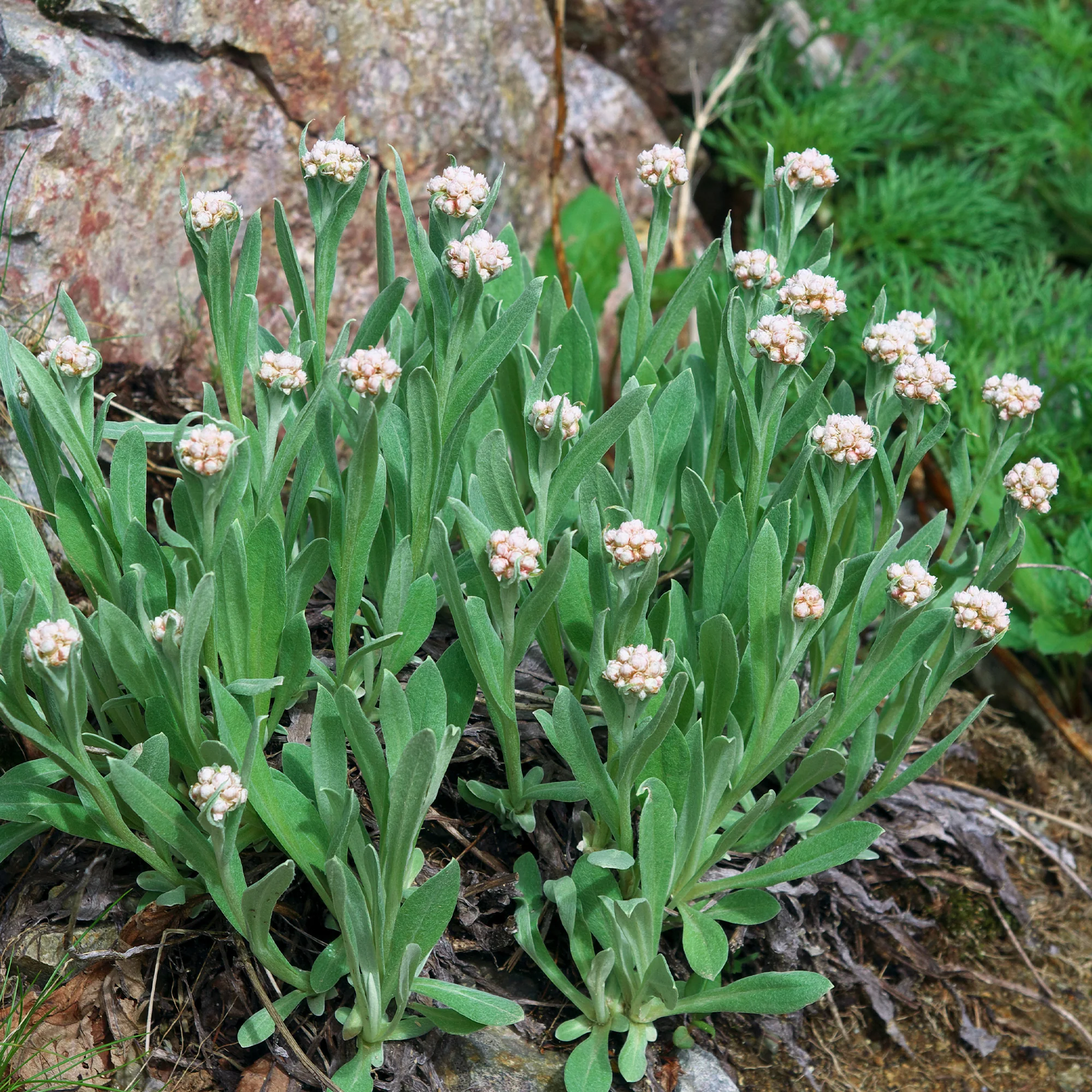 Bouton d'argent des Alpes