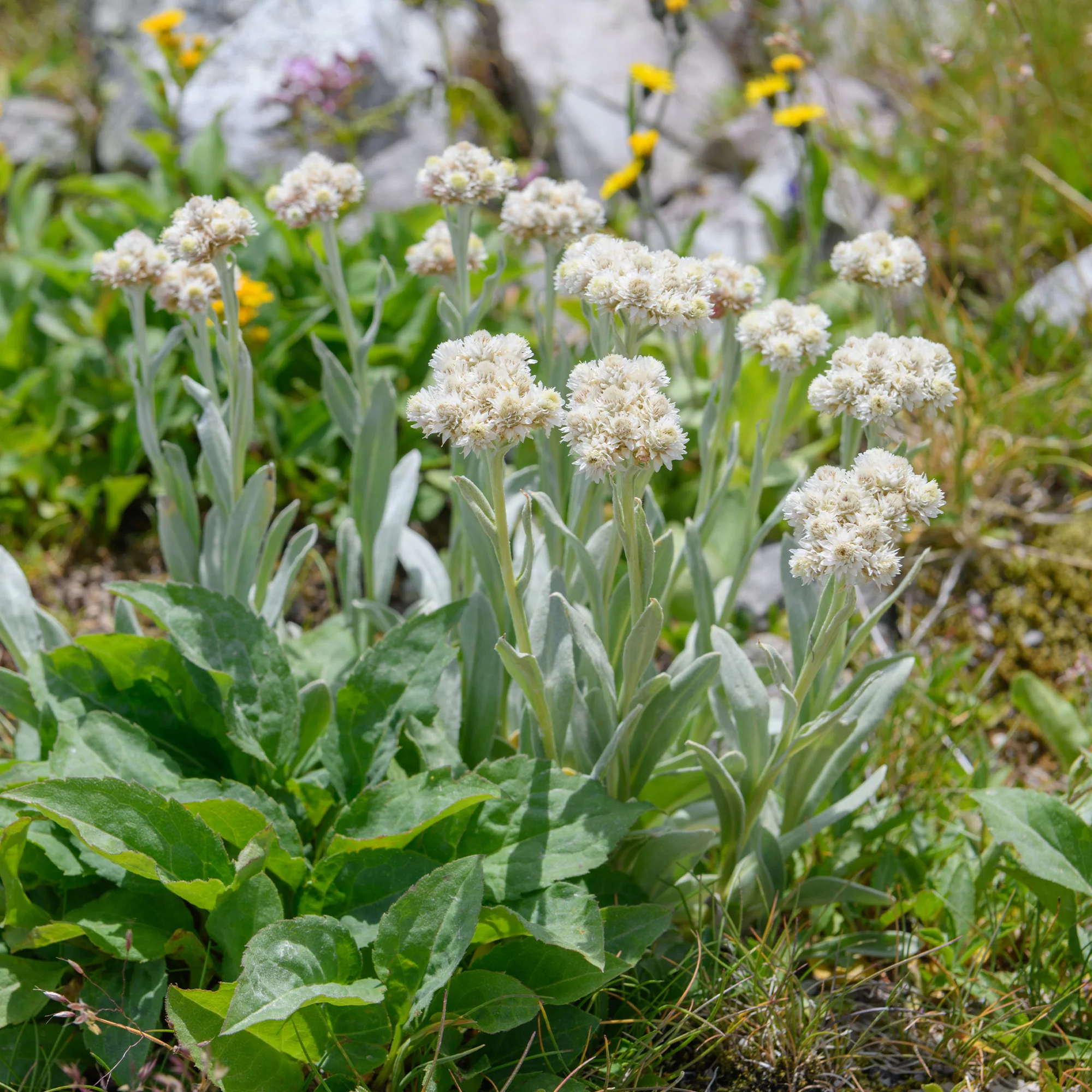 Bouton d'argent des Alpes - Image 2