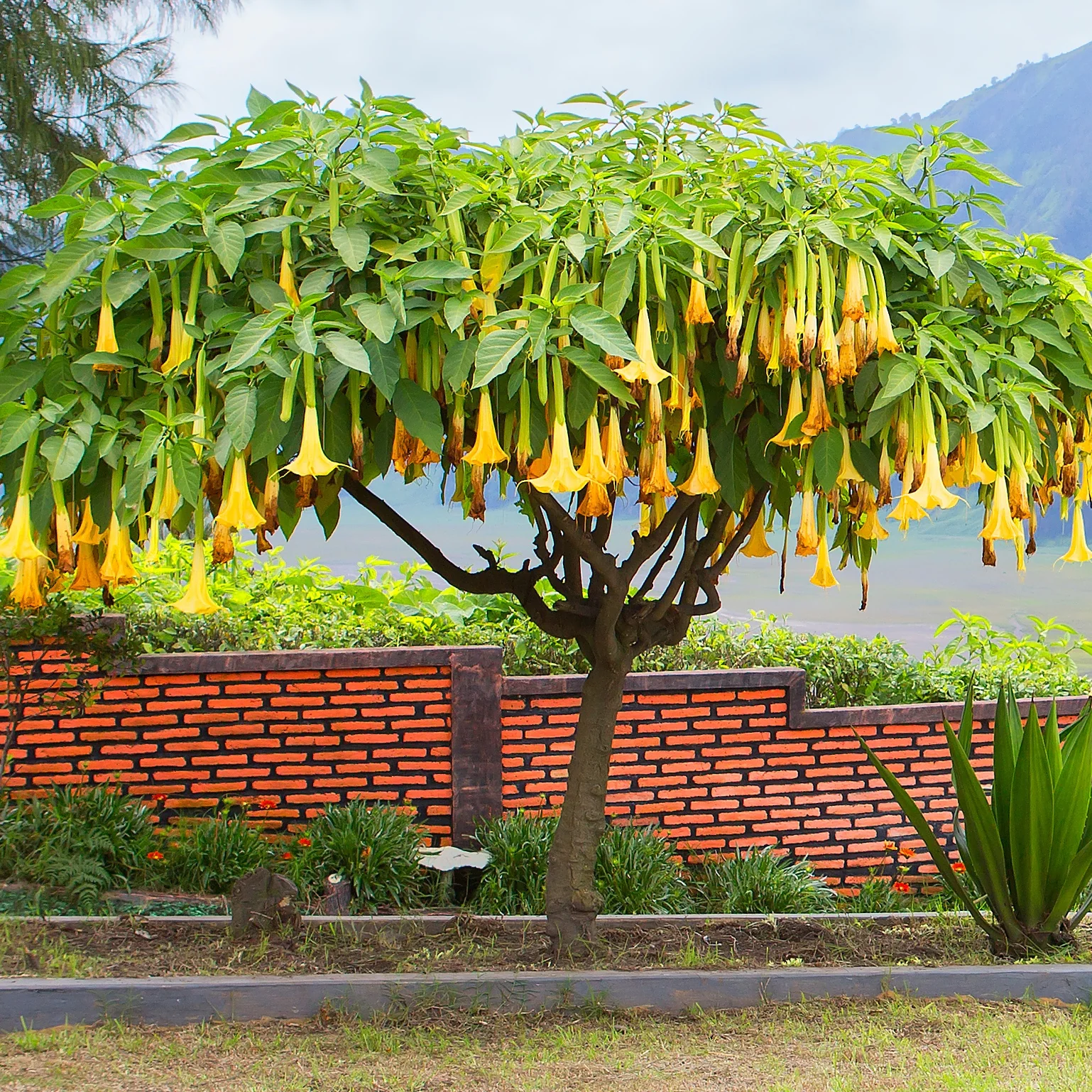 Brugmansia jaune