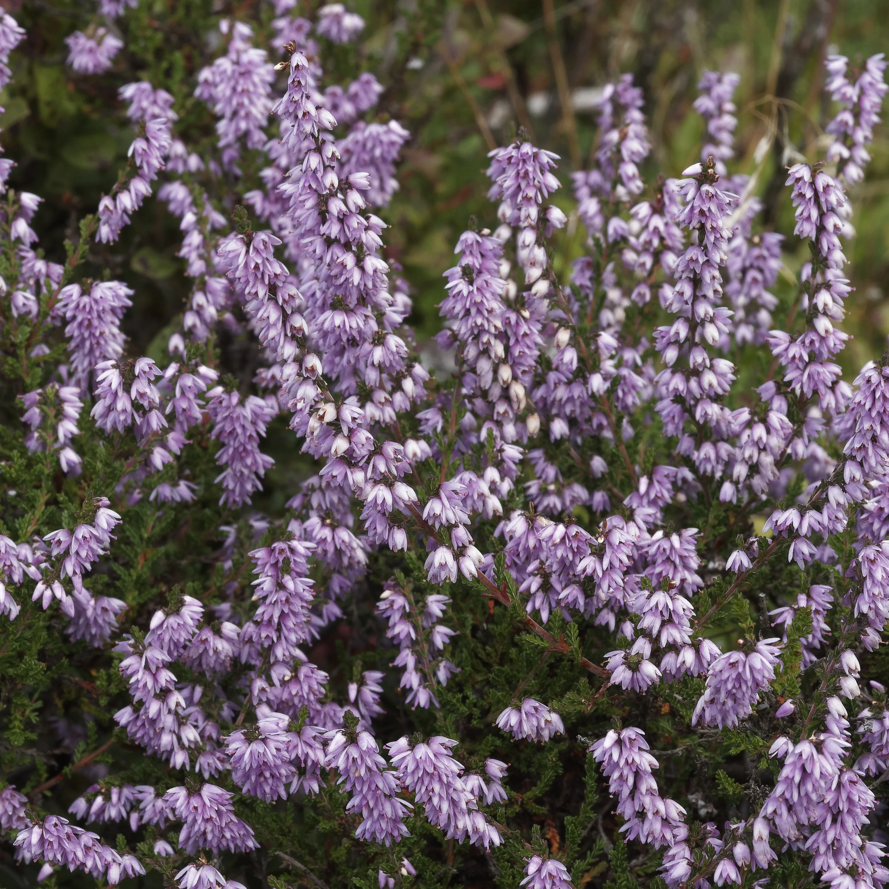 Bruyère d'été Allegro Callune Allegro
