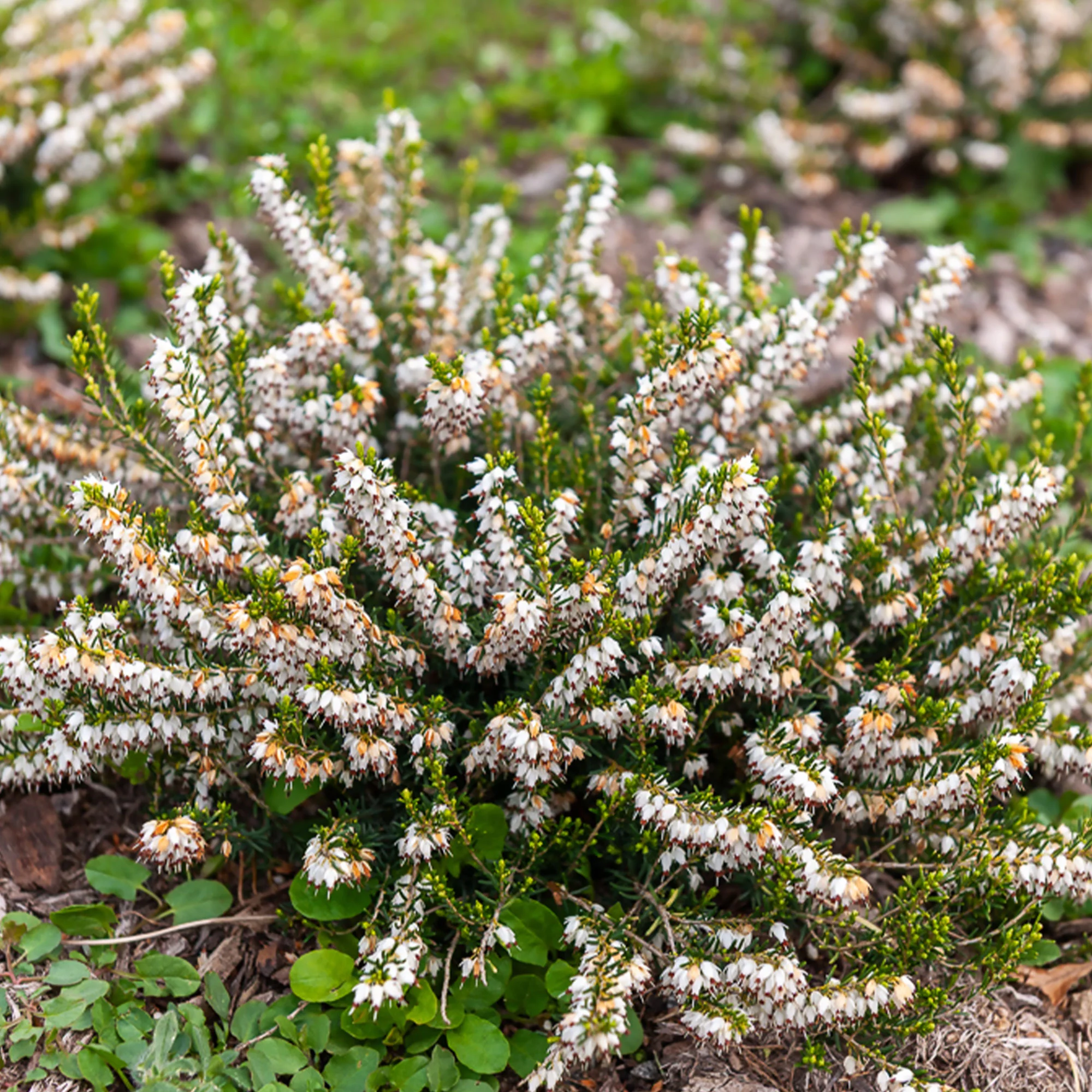 Bruyère d'hiver White Glow