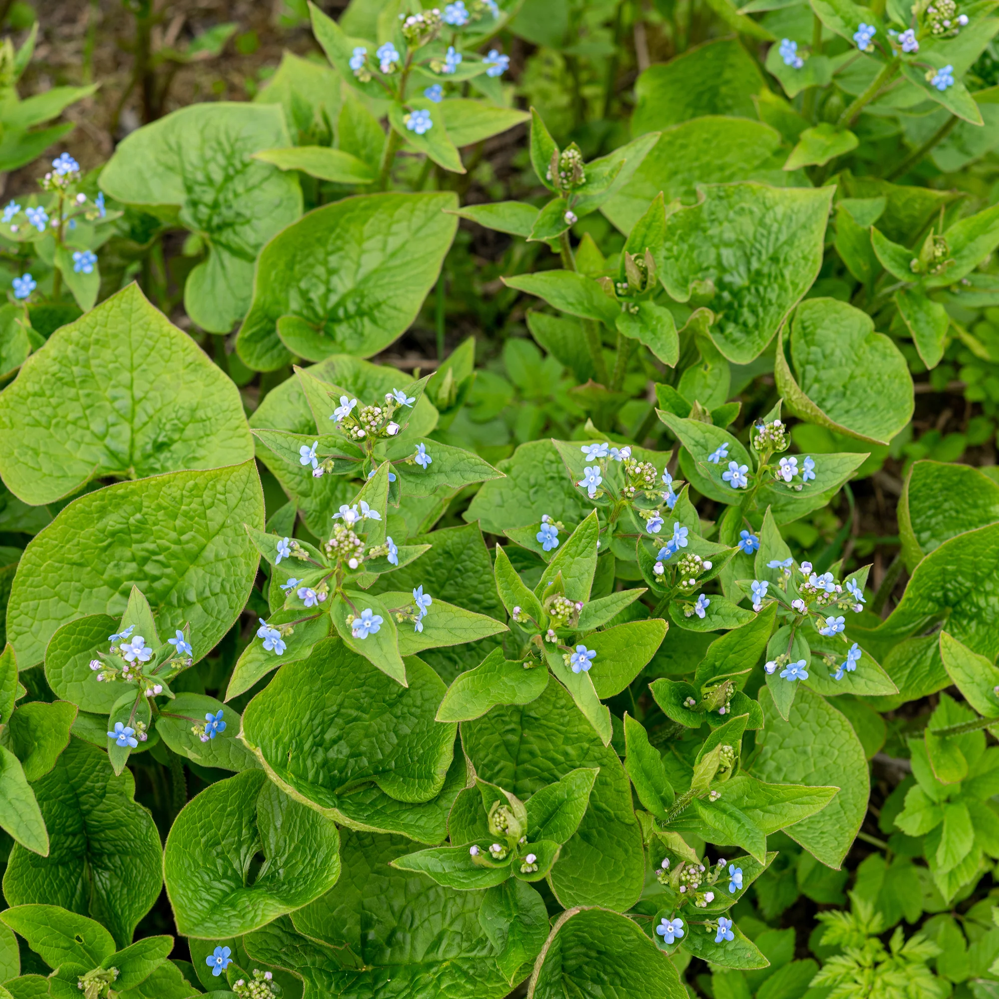 Buglosse de Sibérie - Image 3
