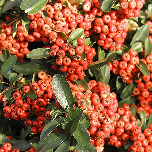 Buisson ardent Saphyr® Rouge Cadrou - Pyracantha