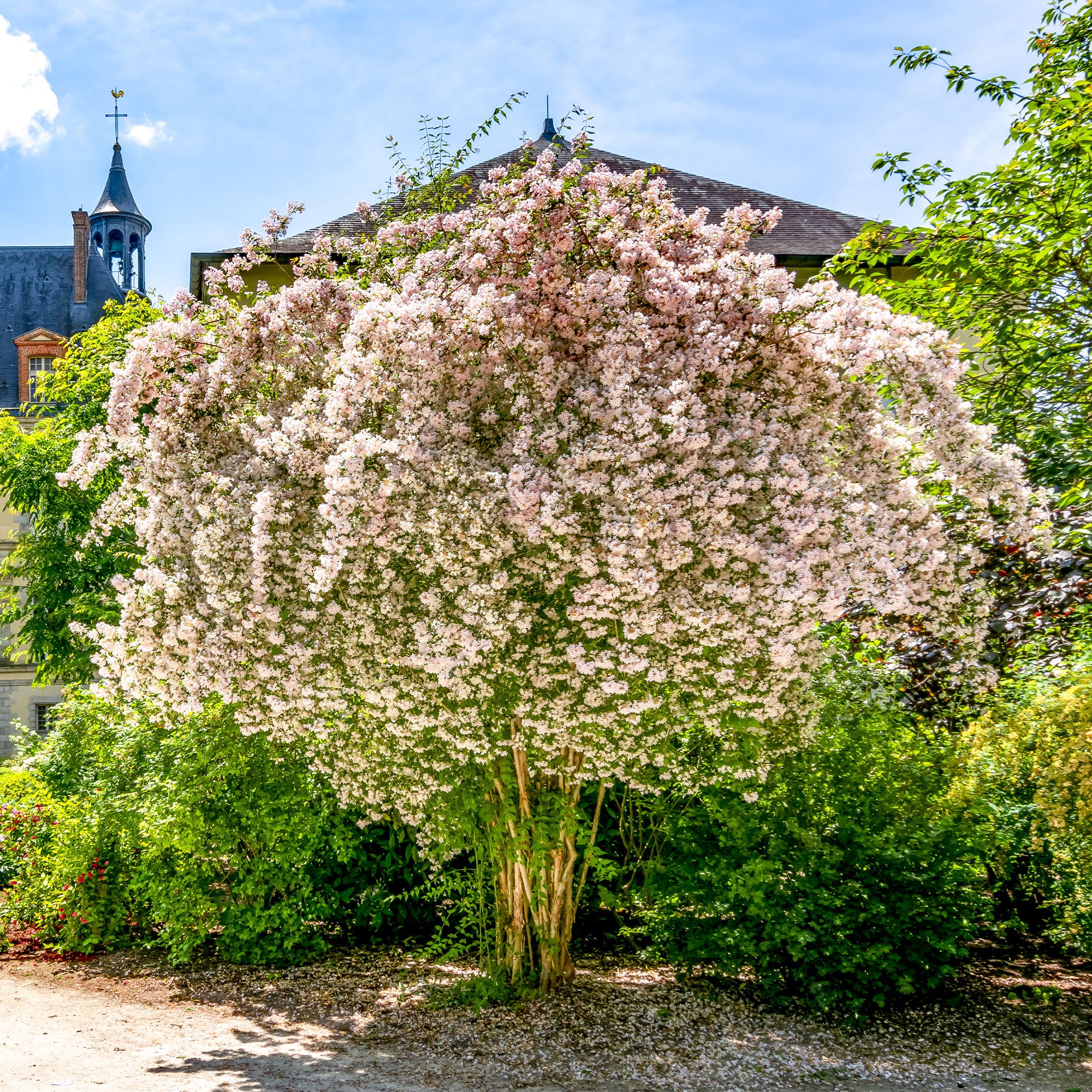 Buisson de beauté Pink Cloud