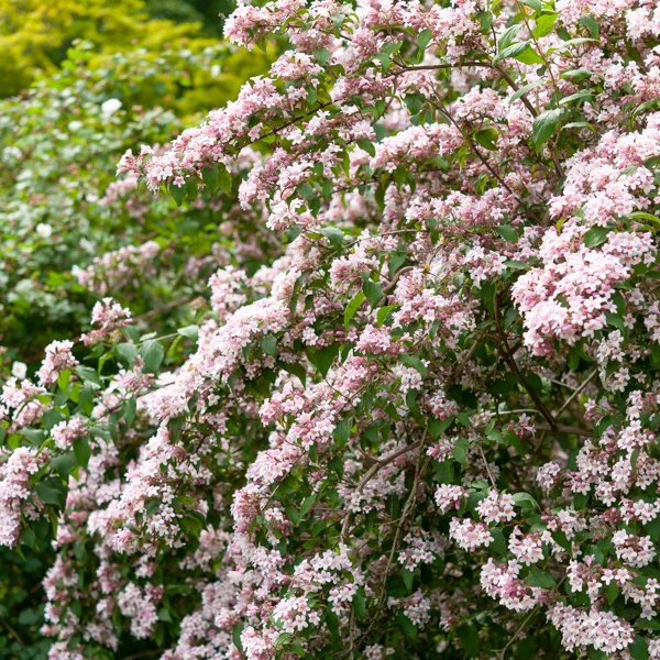 Buisson de beauté Pink Cloud - Image 2