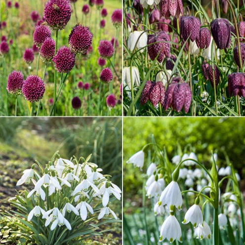 70 Bulbes de fleurs Butterfly Food en mélange - Image 2