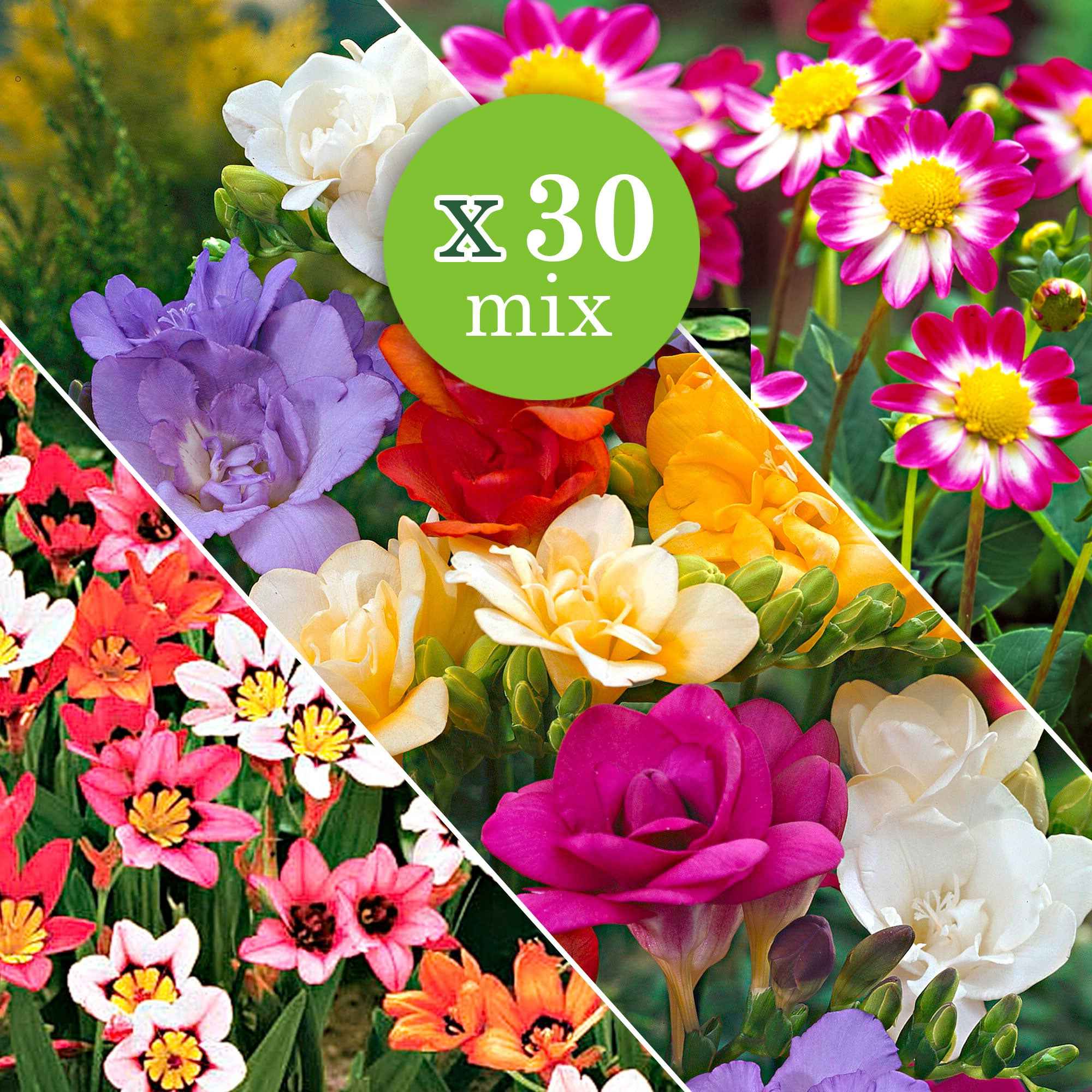 30 Bulbes de fleurs d'été en mélange - Image 3