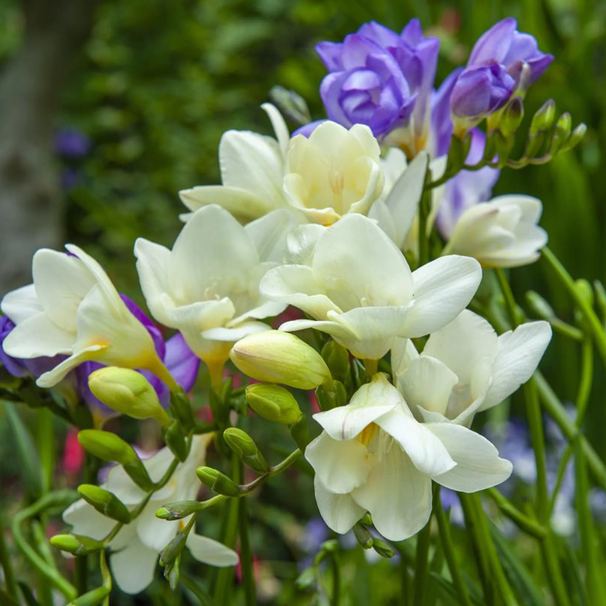 30 Bulbes de fleurs d'été en mélange - Image 5