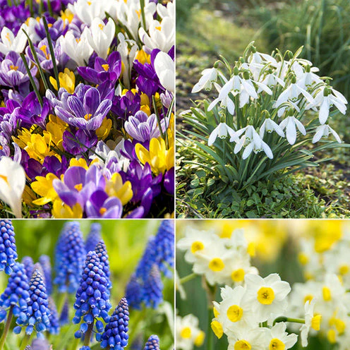 100 Bulbes de fleurs Running Wild en mélange - Image 3