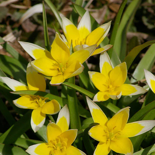 100 Bulbes de fleurs Running Wild en mélange - Image 5