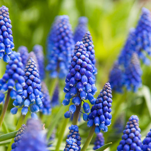 100 Bulbes de fleurs Running Wild en mélange - Image 6