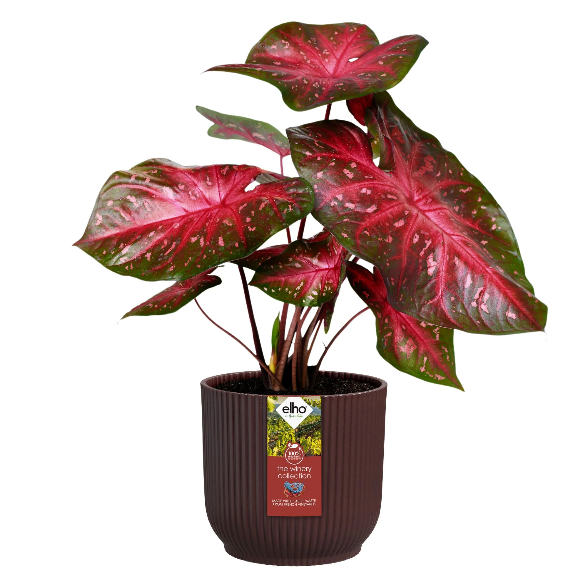 Cache-Pot The Winery collection Rouge bordeaux ELHO - Image 2