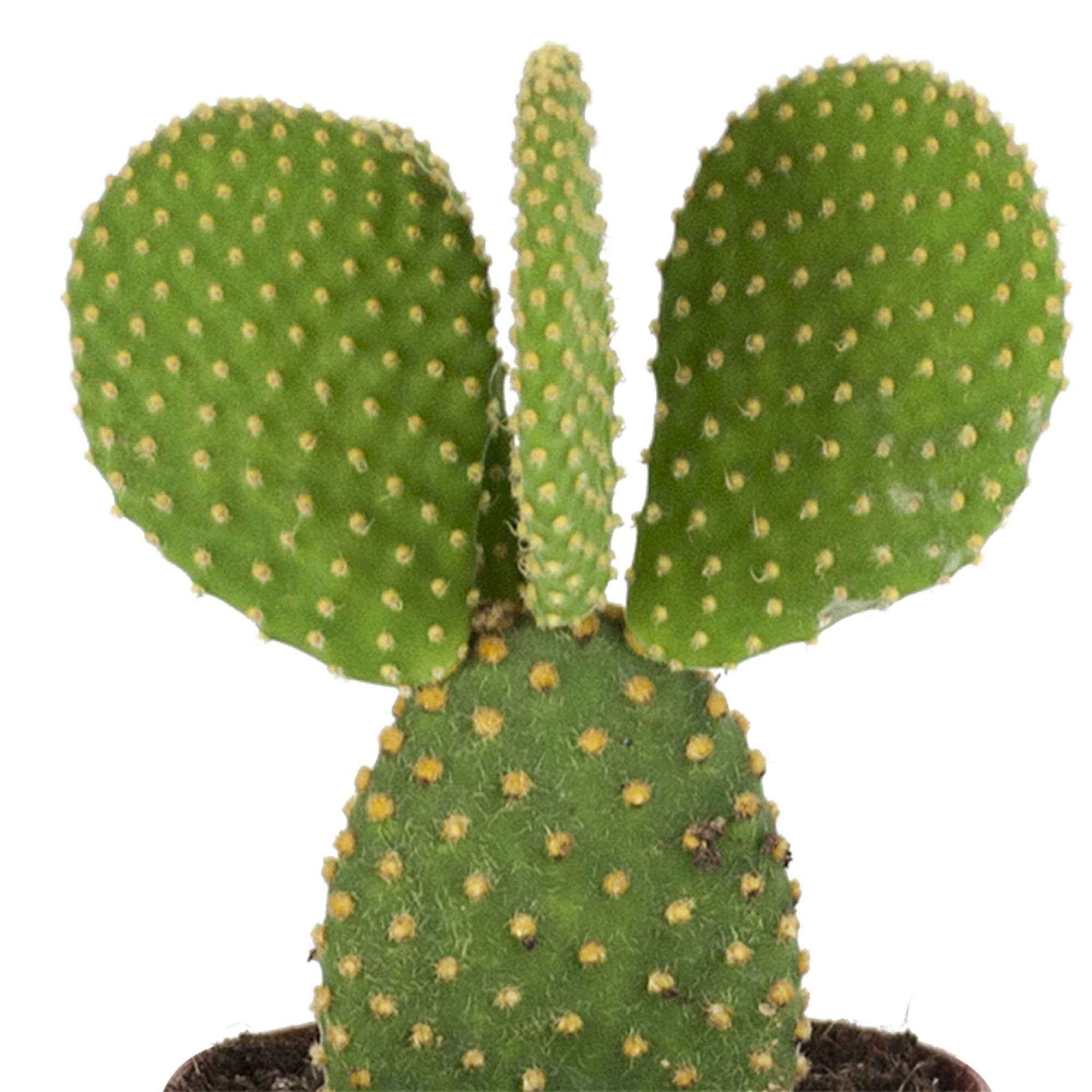 Cactus Opuntia Microdasys - Image 2