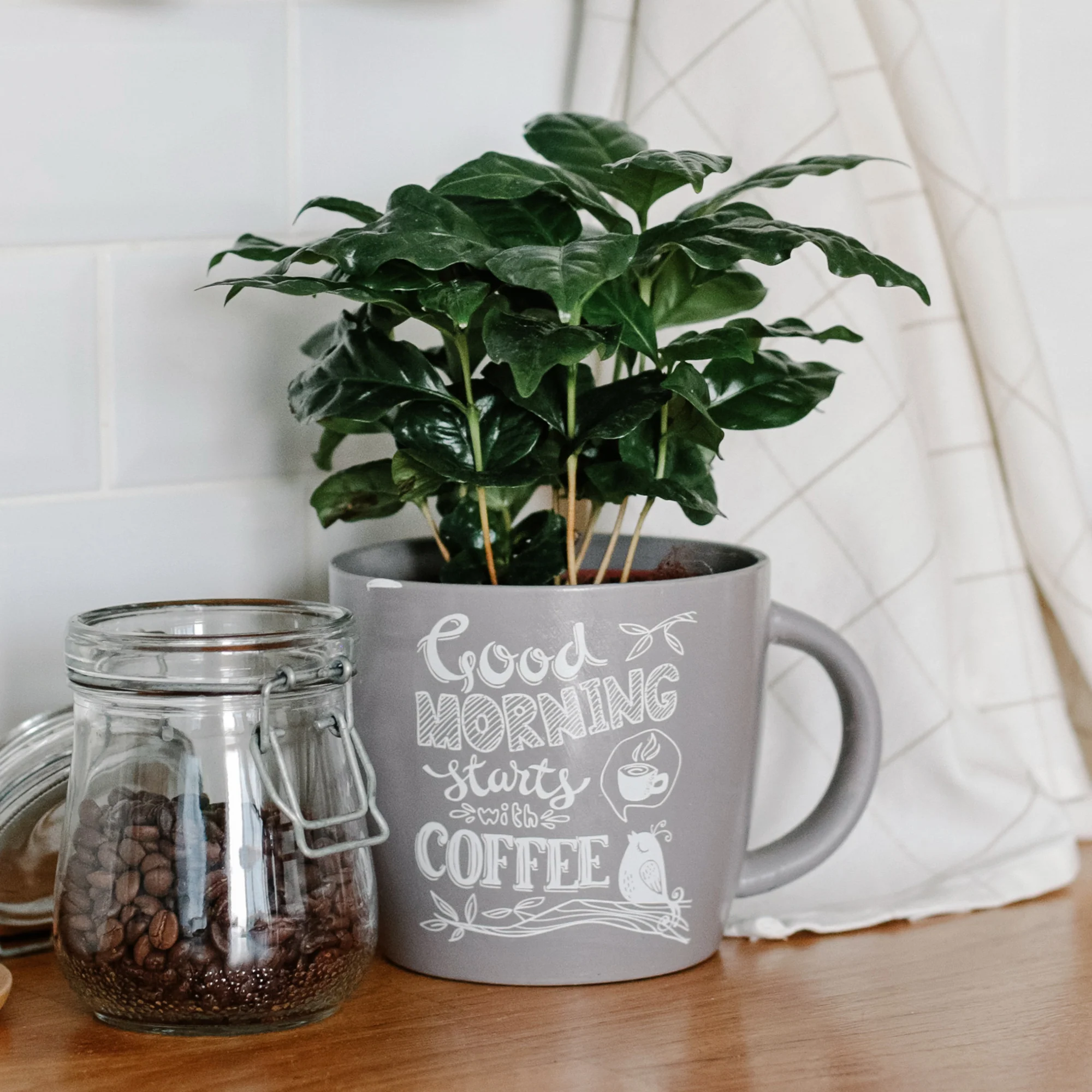 Caféier - Image 3
