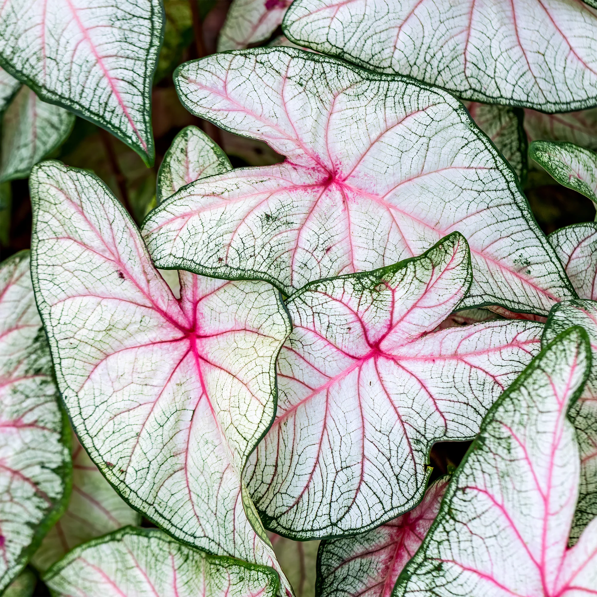 Caladium Fantasy - Image 2