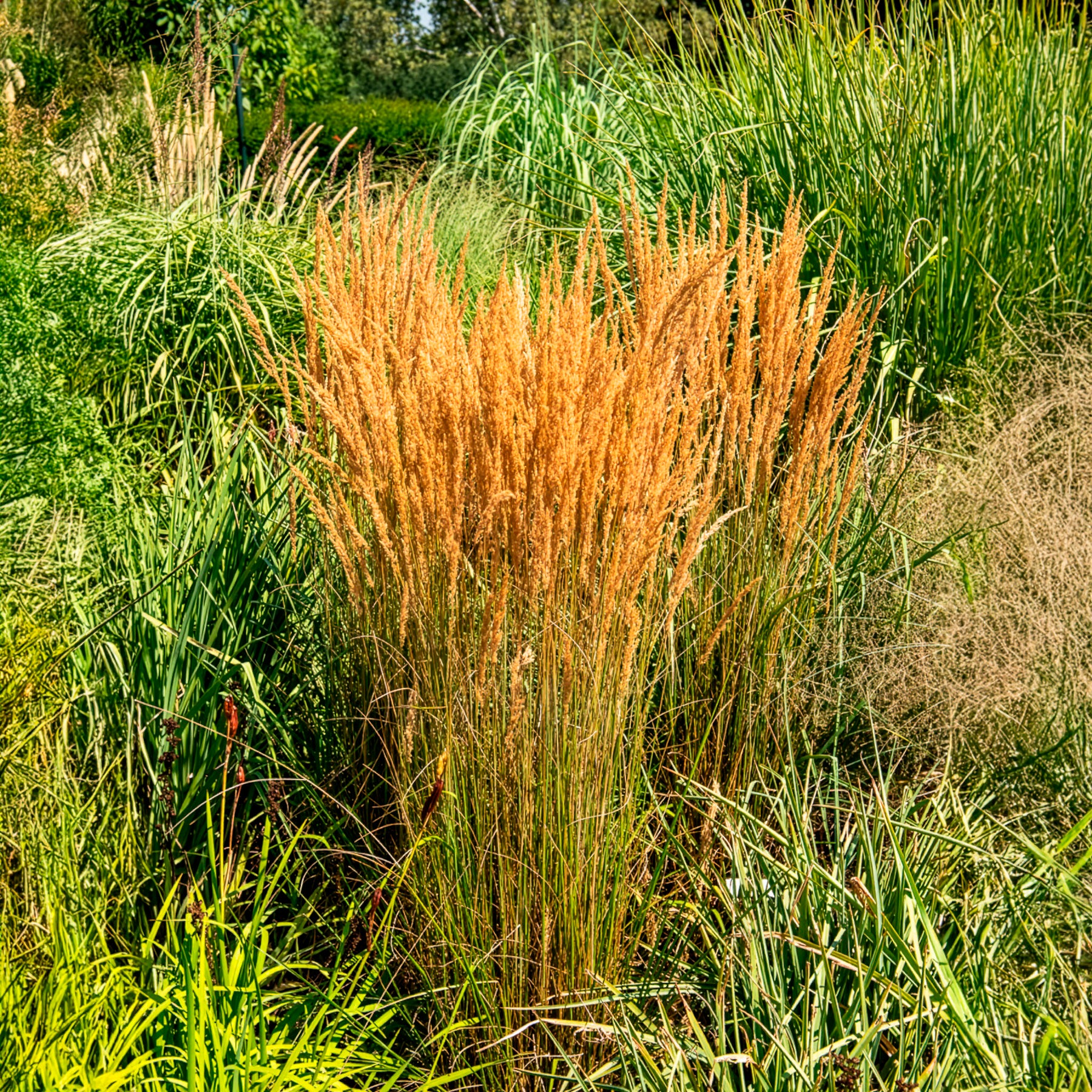 Calamagrostide panachée 'Overdam' - Image 5