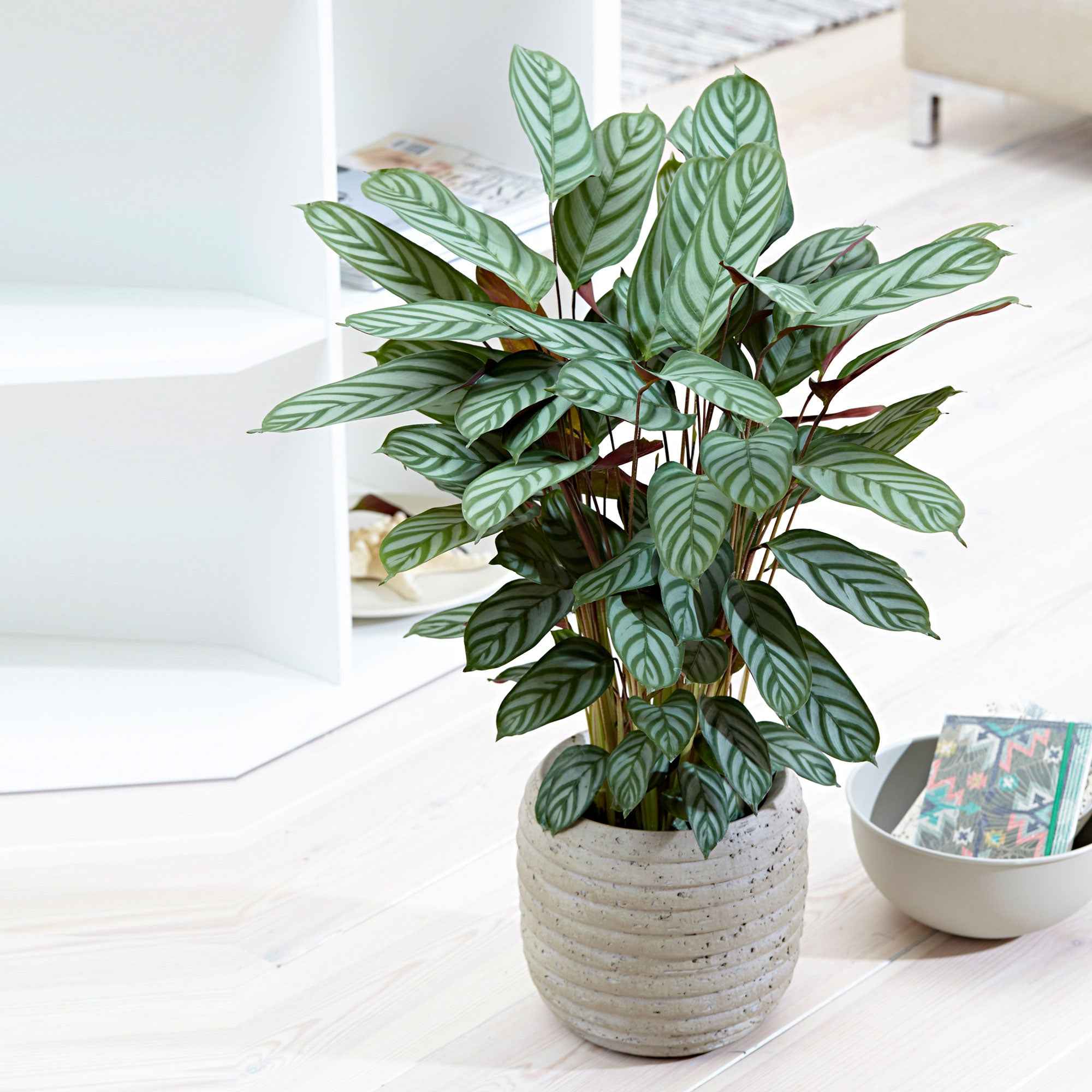 Calathea 'Compact Star'