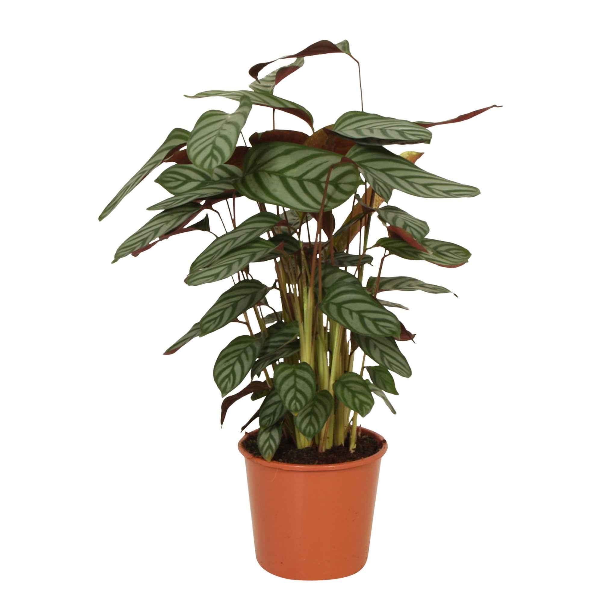 Calathea 'Compact Star' - Image 2