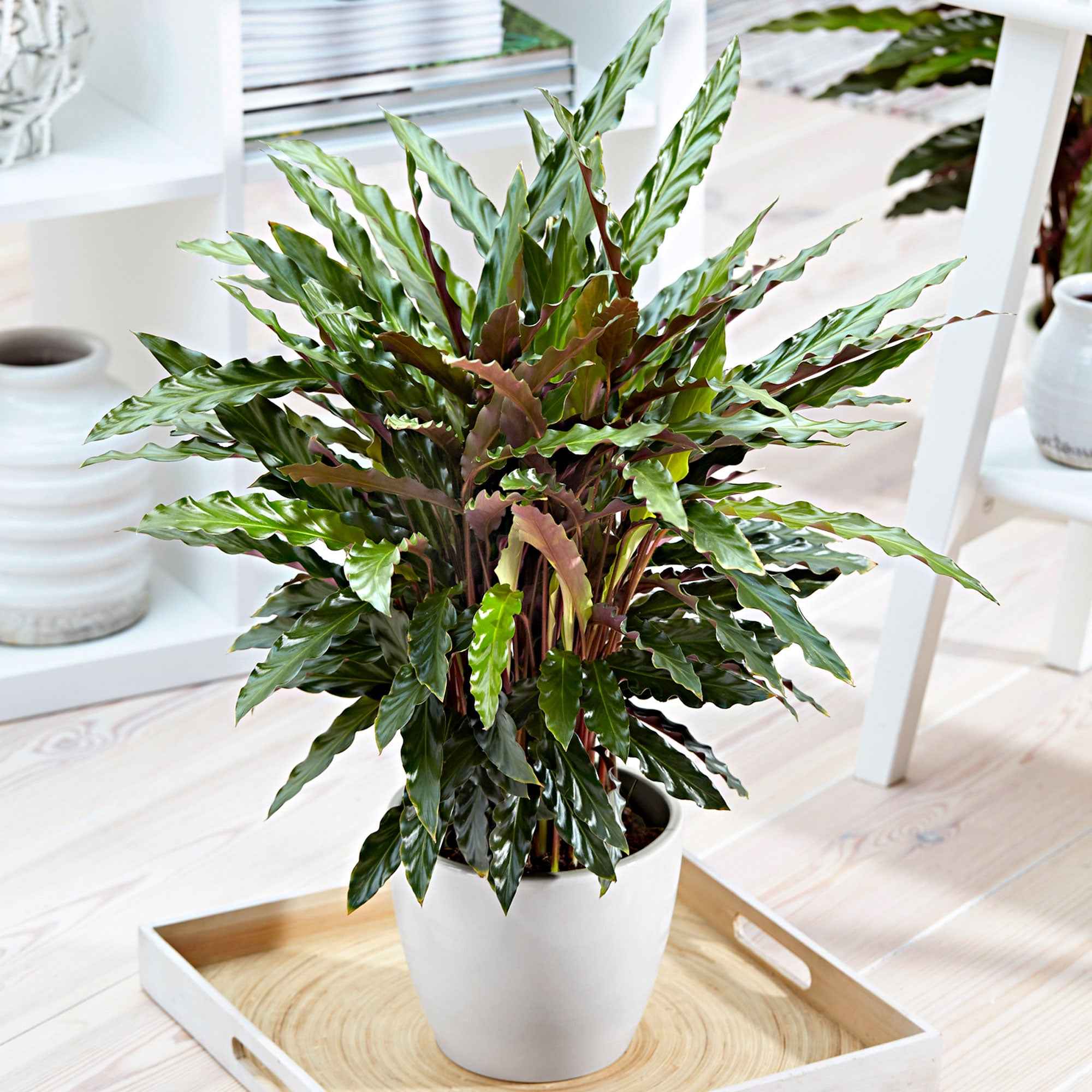Calathea 'Elger Grass'
