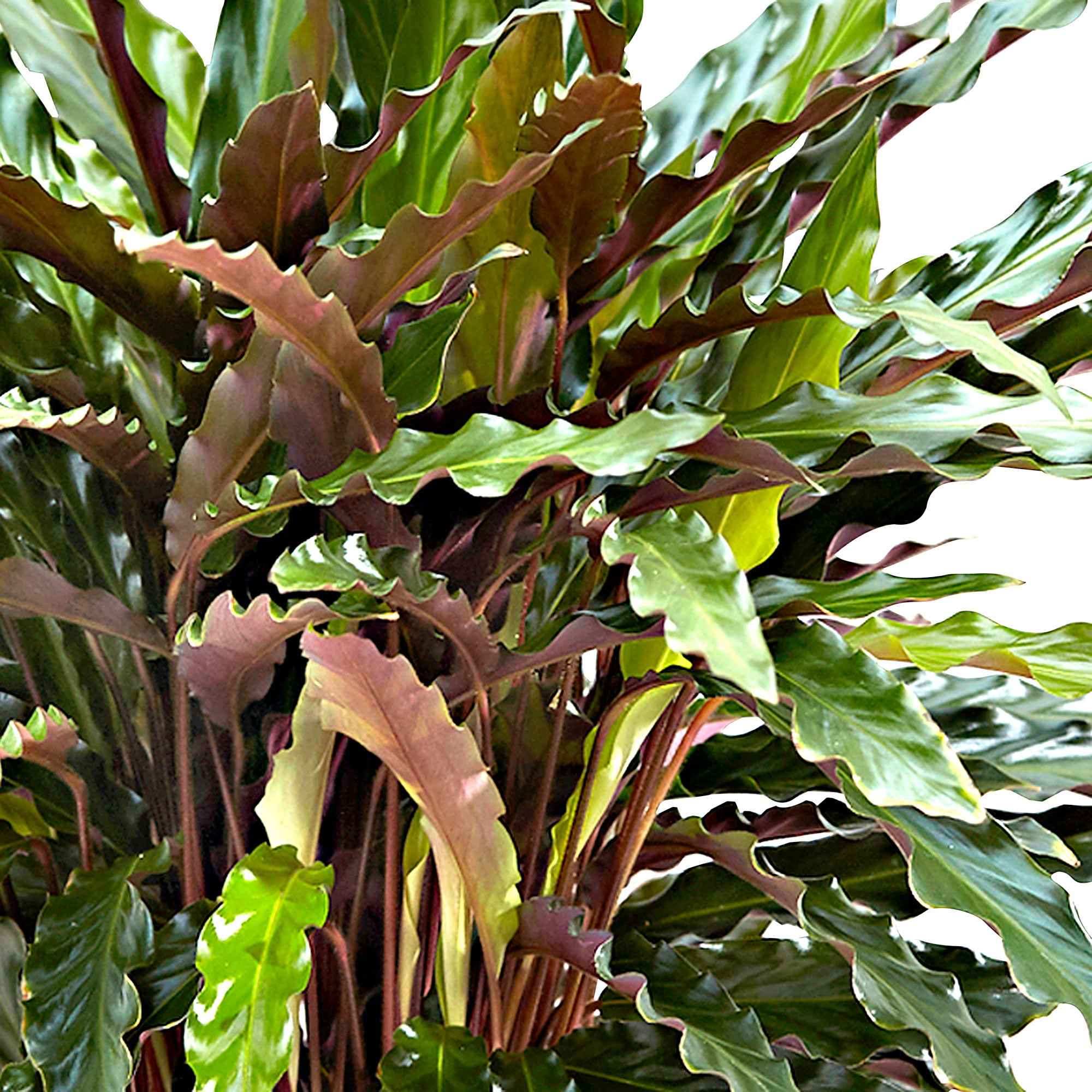 Calathea 'Elger Grass' - Image 2