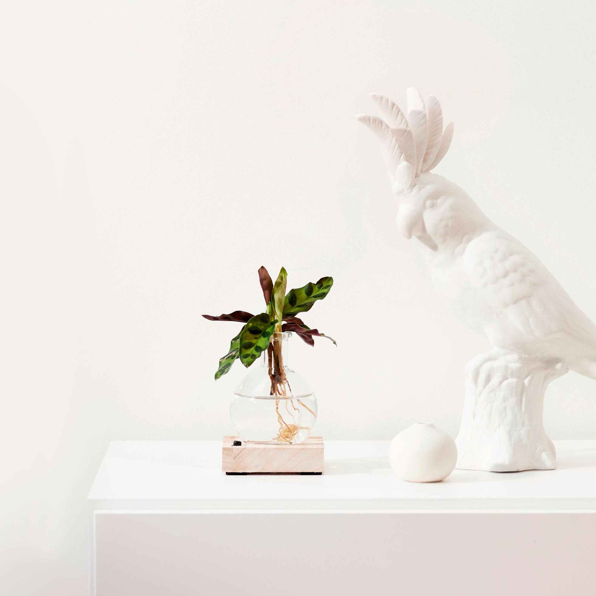 Calathea Insignis et son vase