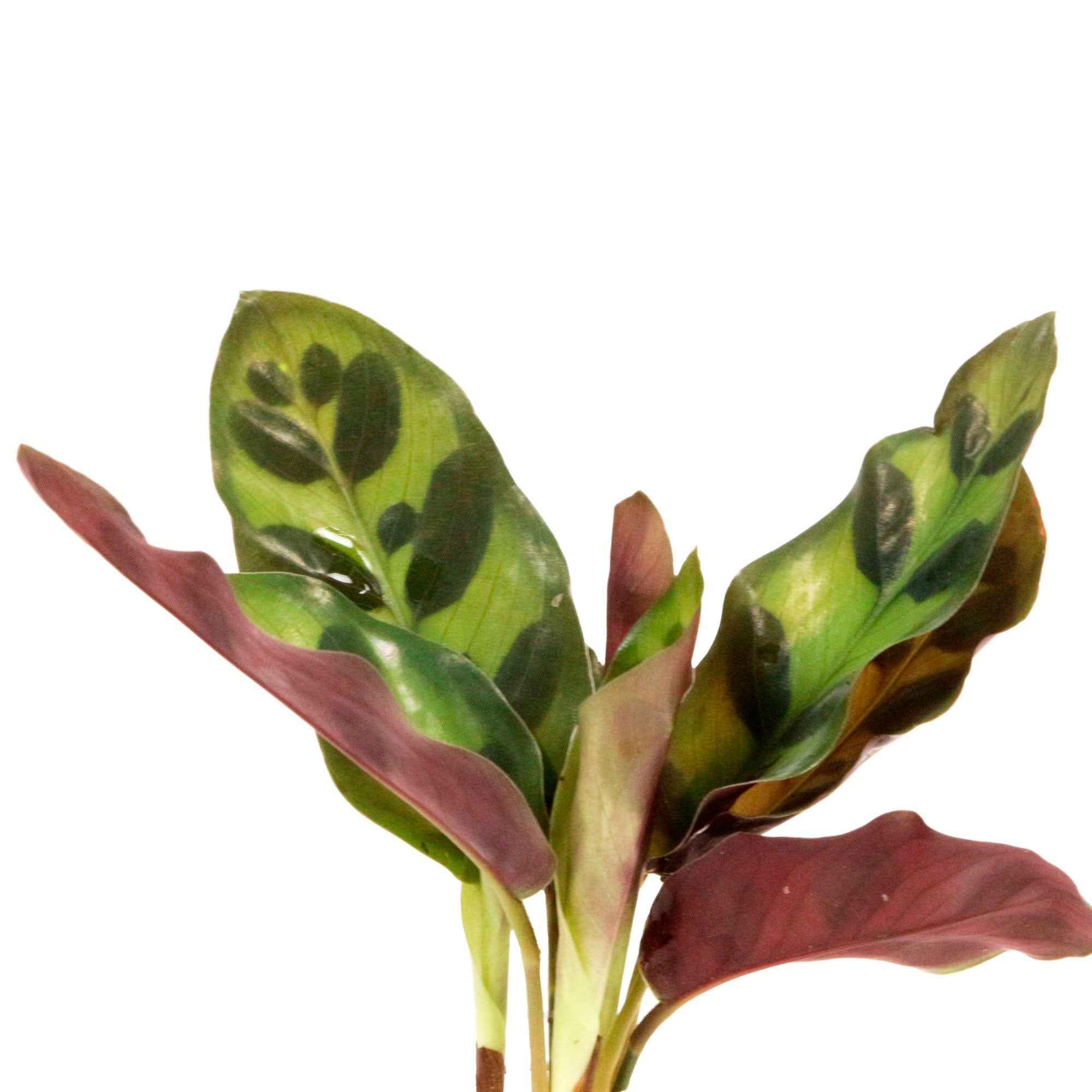 Calathea Insignis et son vase - Image 2