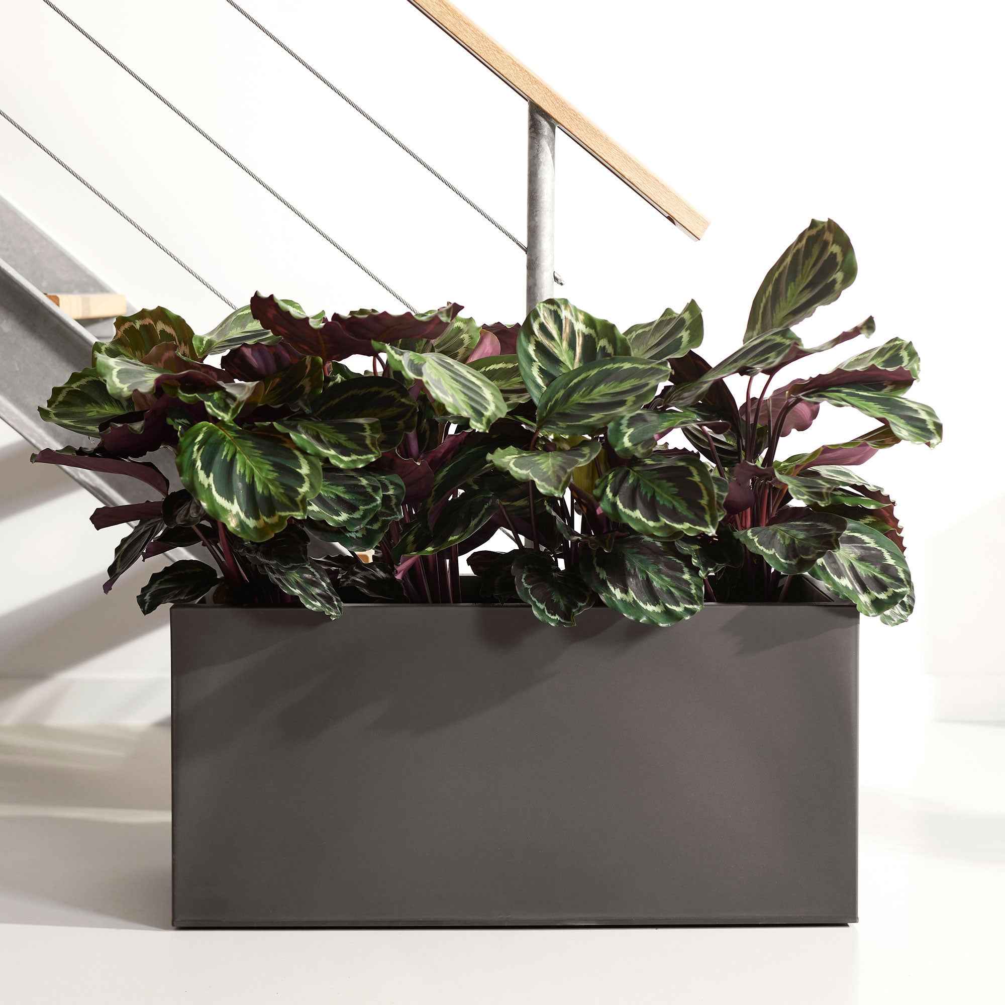 Calathea 'Medaillon' XL