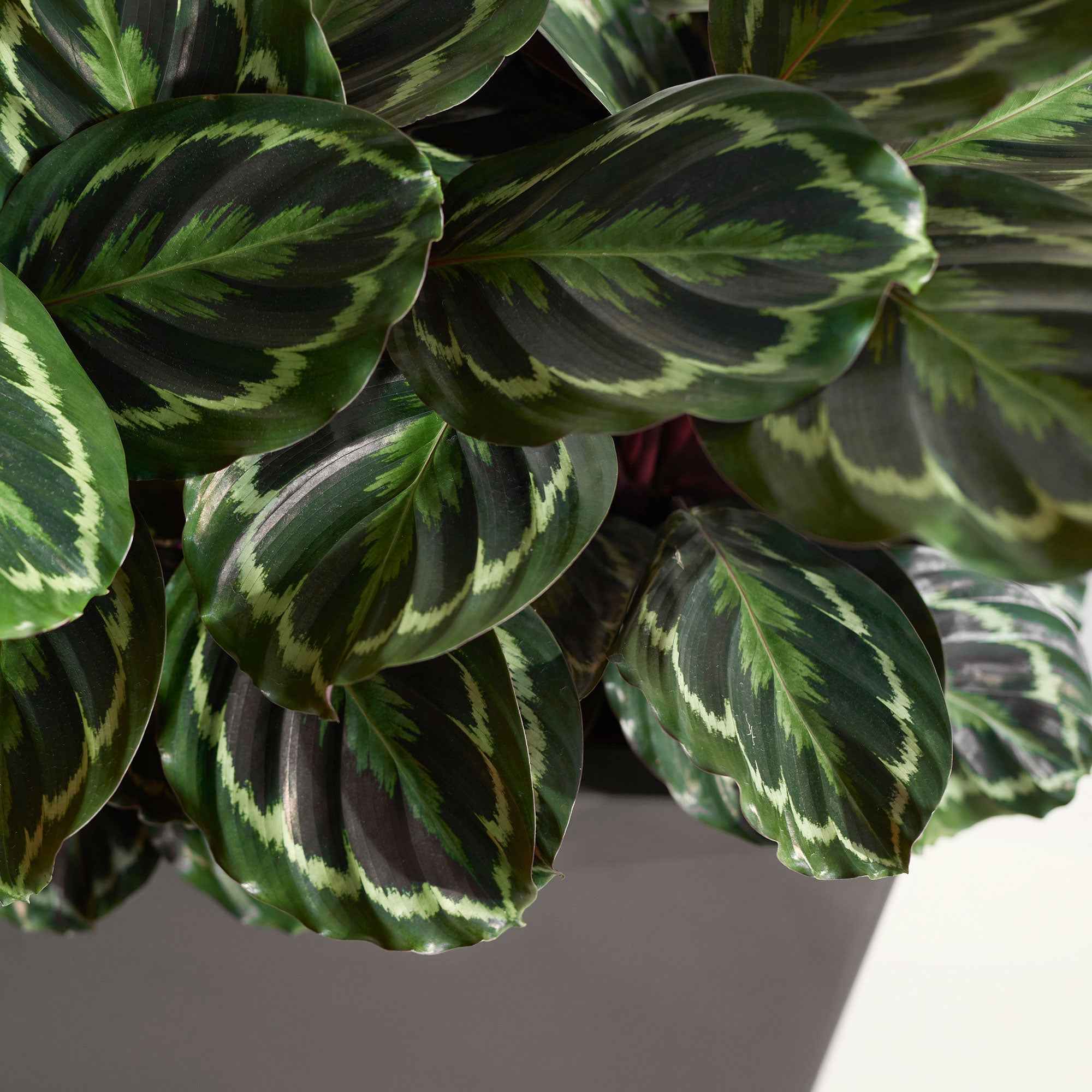 Calathea 'Medaillon' XL - Image 2
