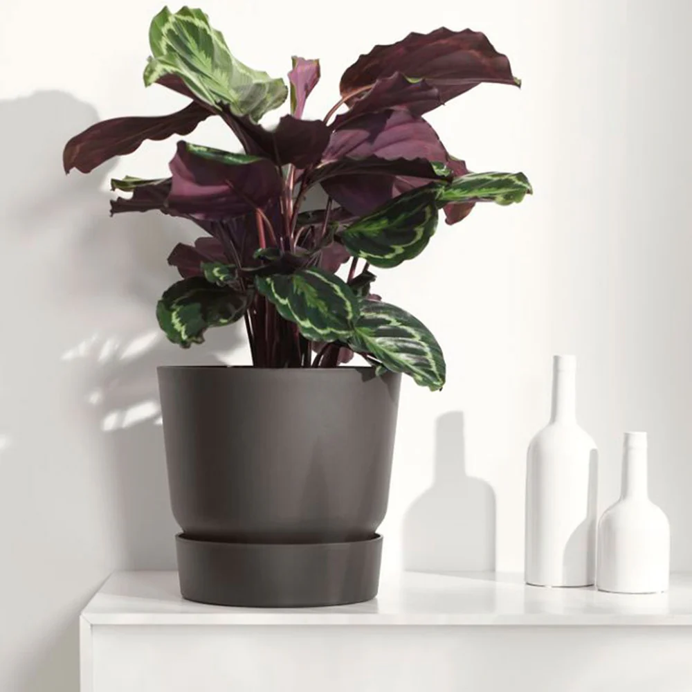 Calathea 'Medaillon' XL - Image 3