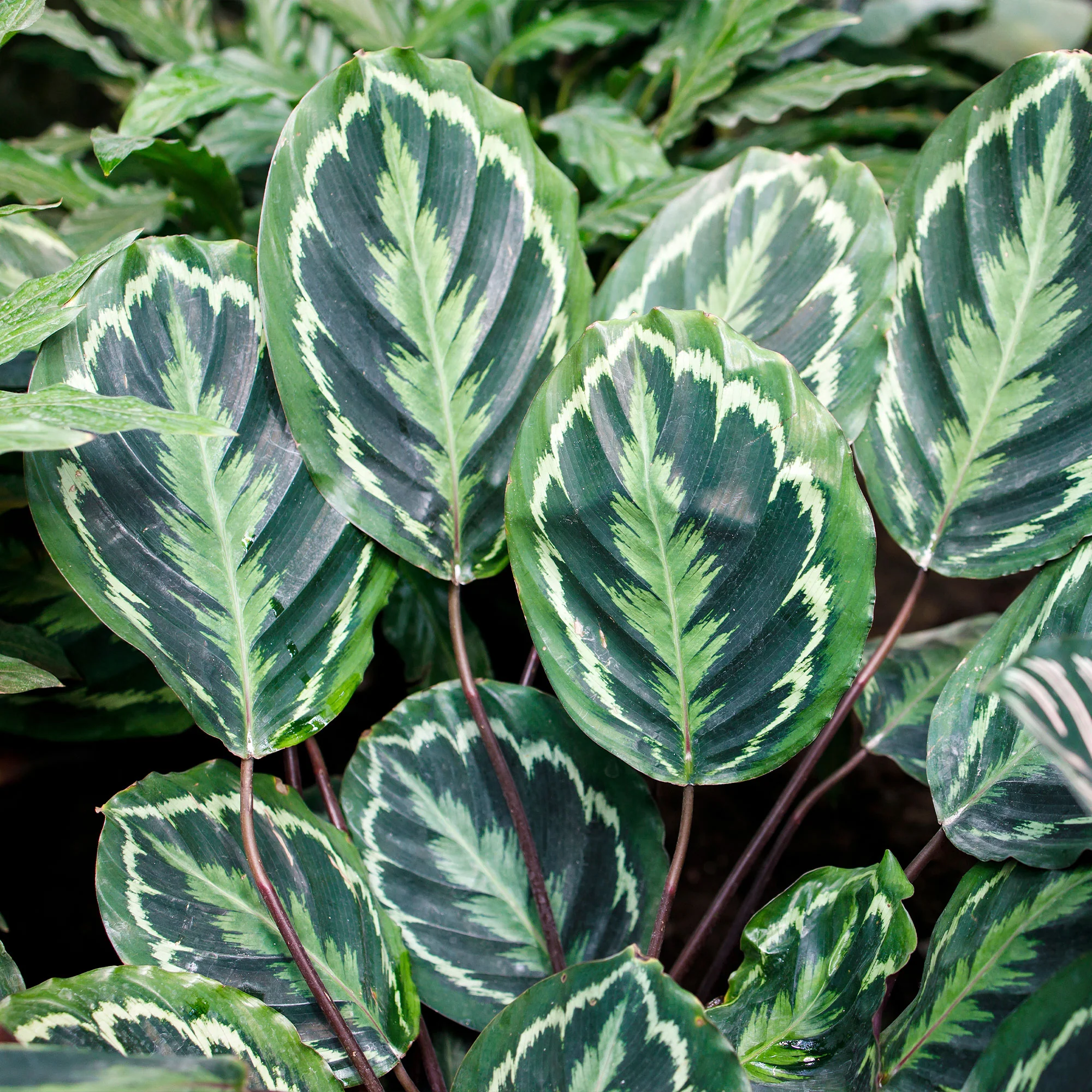 Calathea 'Medaillon' XL - Image 4