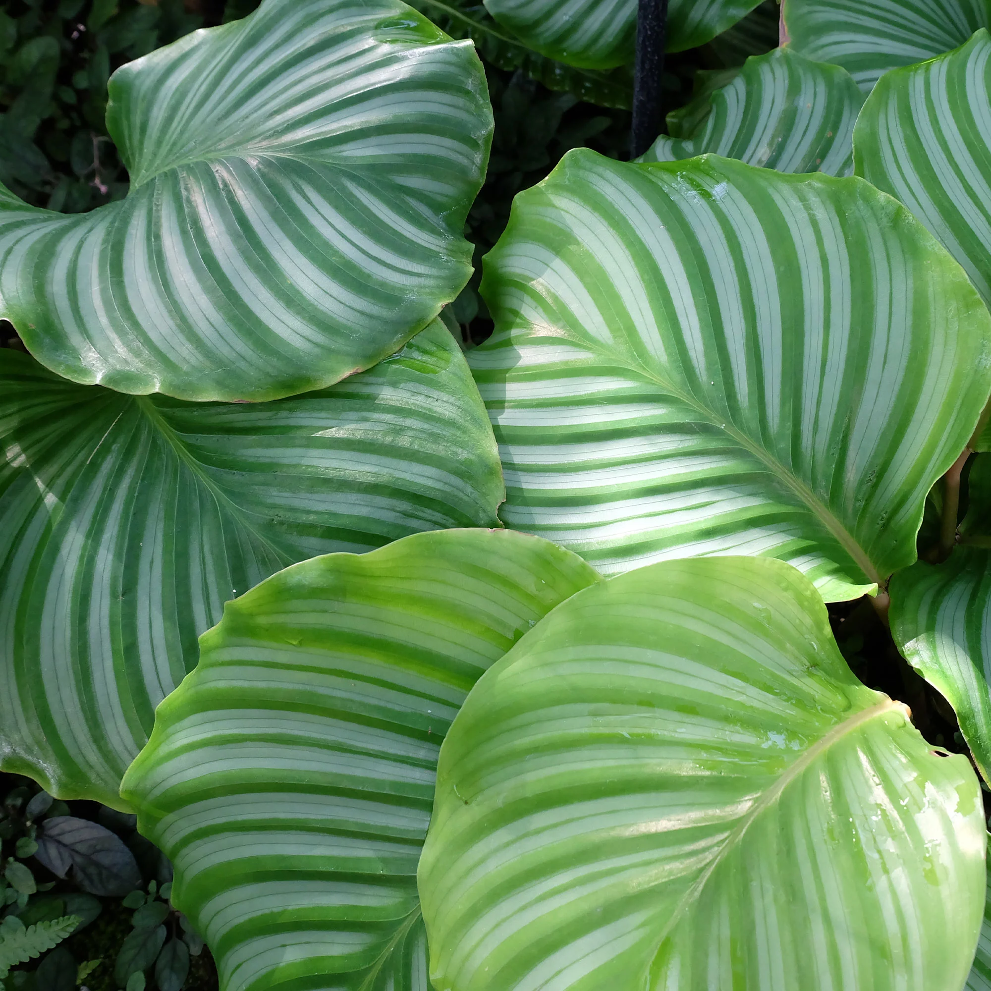 Calathea orbifolia - Image 4