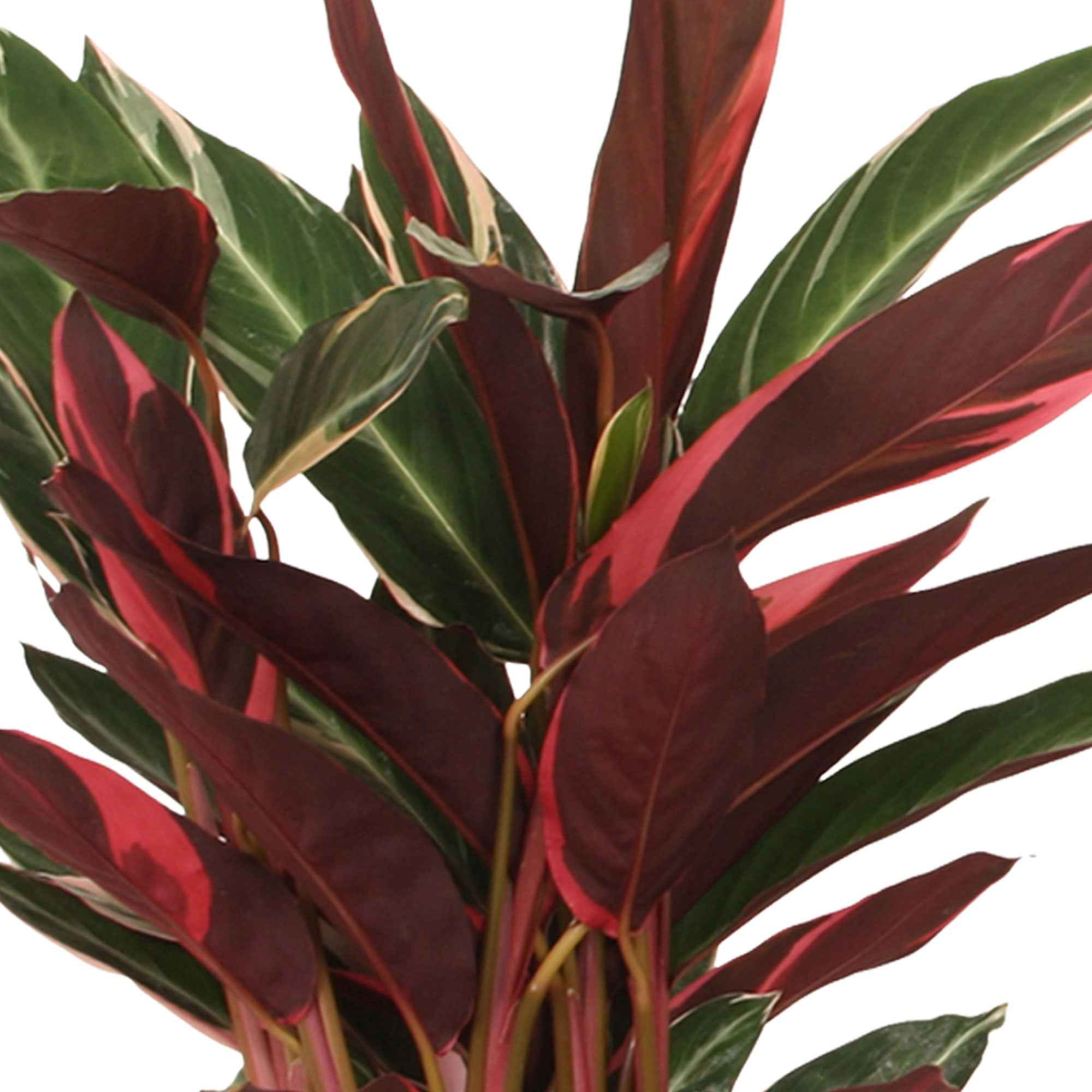 Calathea Stromanthe 'Triostar' - Image 3