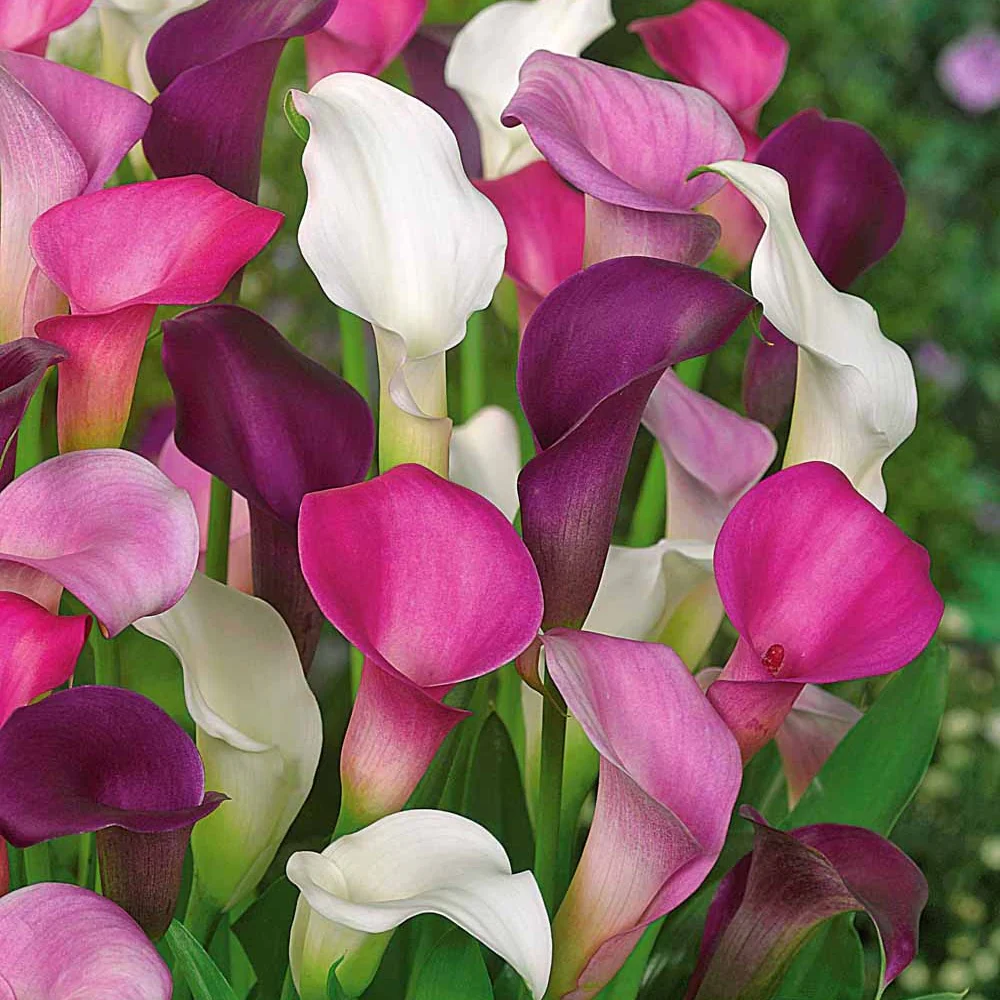 3 Callas blanc, pourpre, rose en mélange