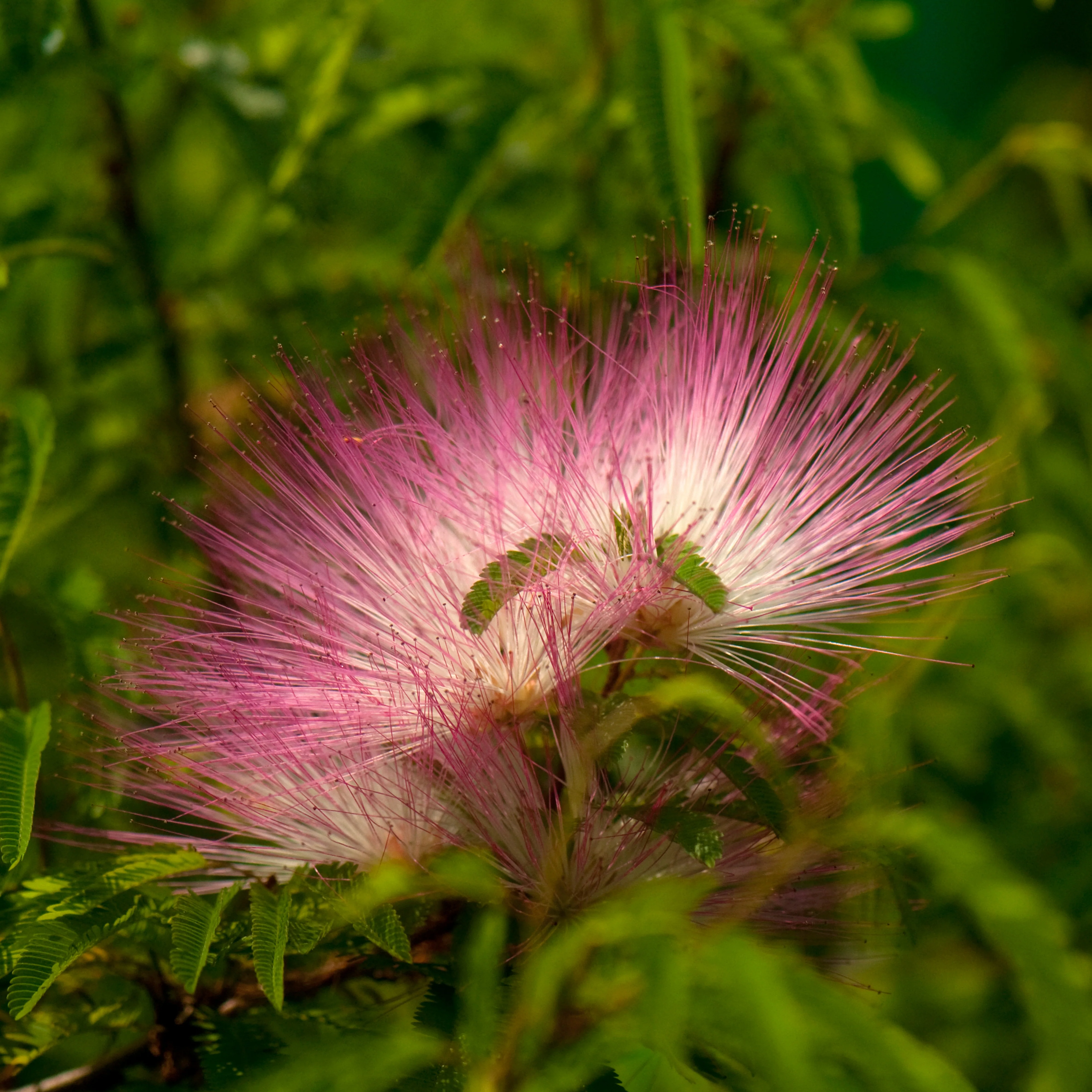 Calliandra surinamensis Pink Powder Puff sur tige - Image 2