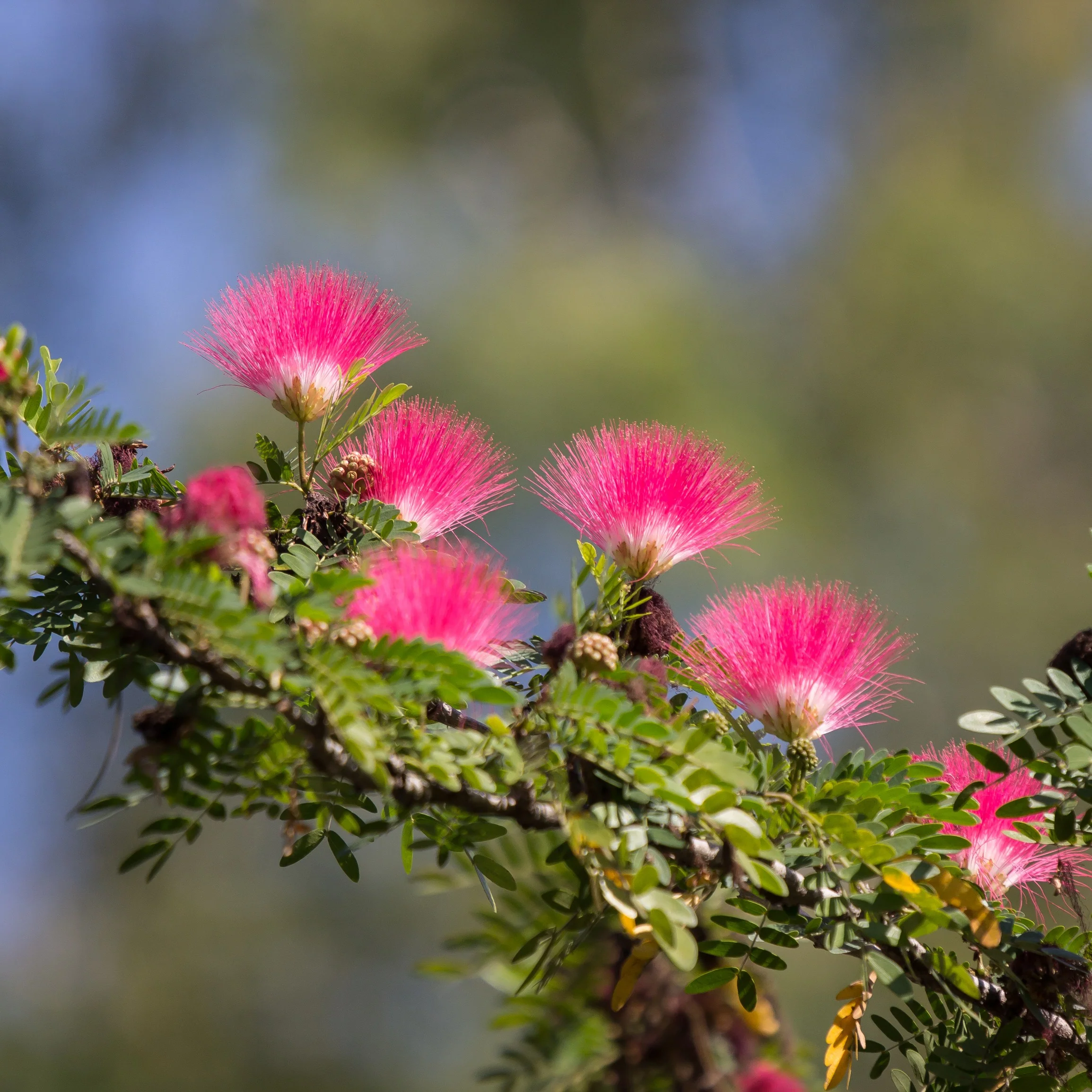 Calliandra surinamensis Pink Powder Puff sur tige - Image 3