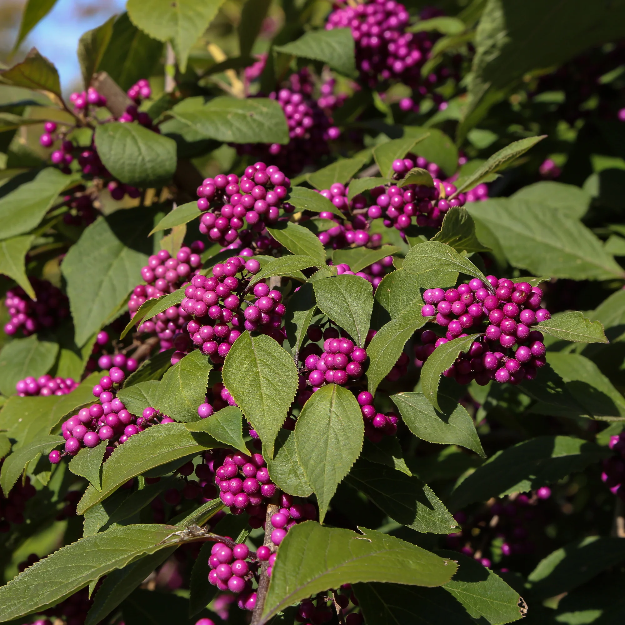 Callicarpa Profusion