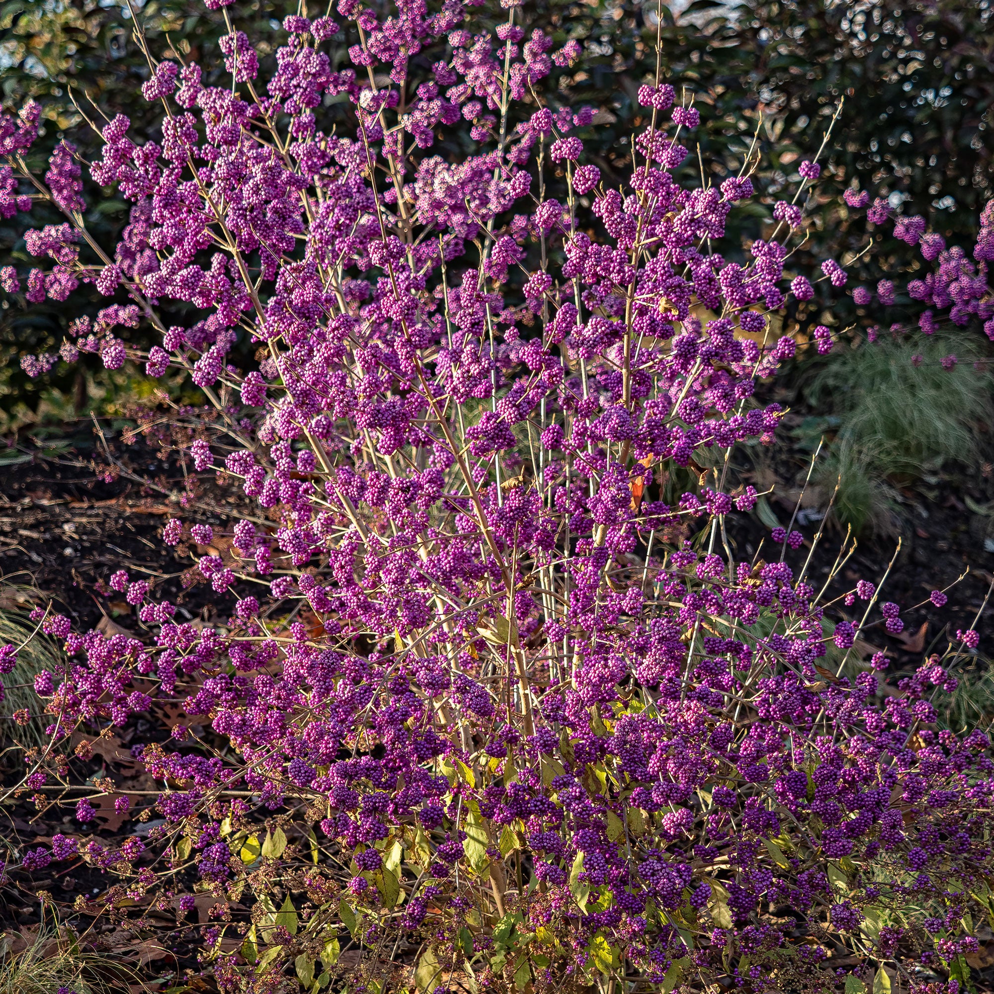 Callicarpa Profusion - Image 2