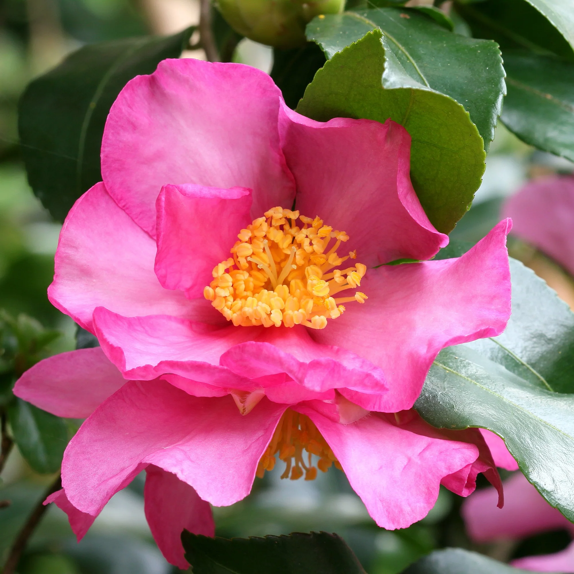 Camélia d'automne - Image 2
