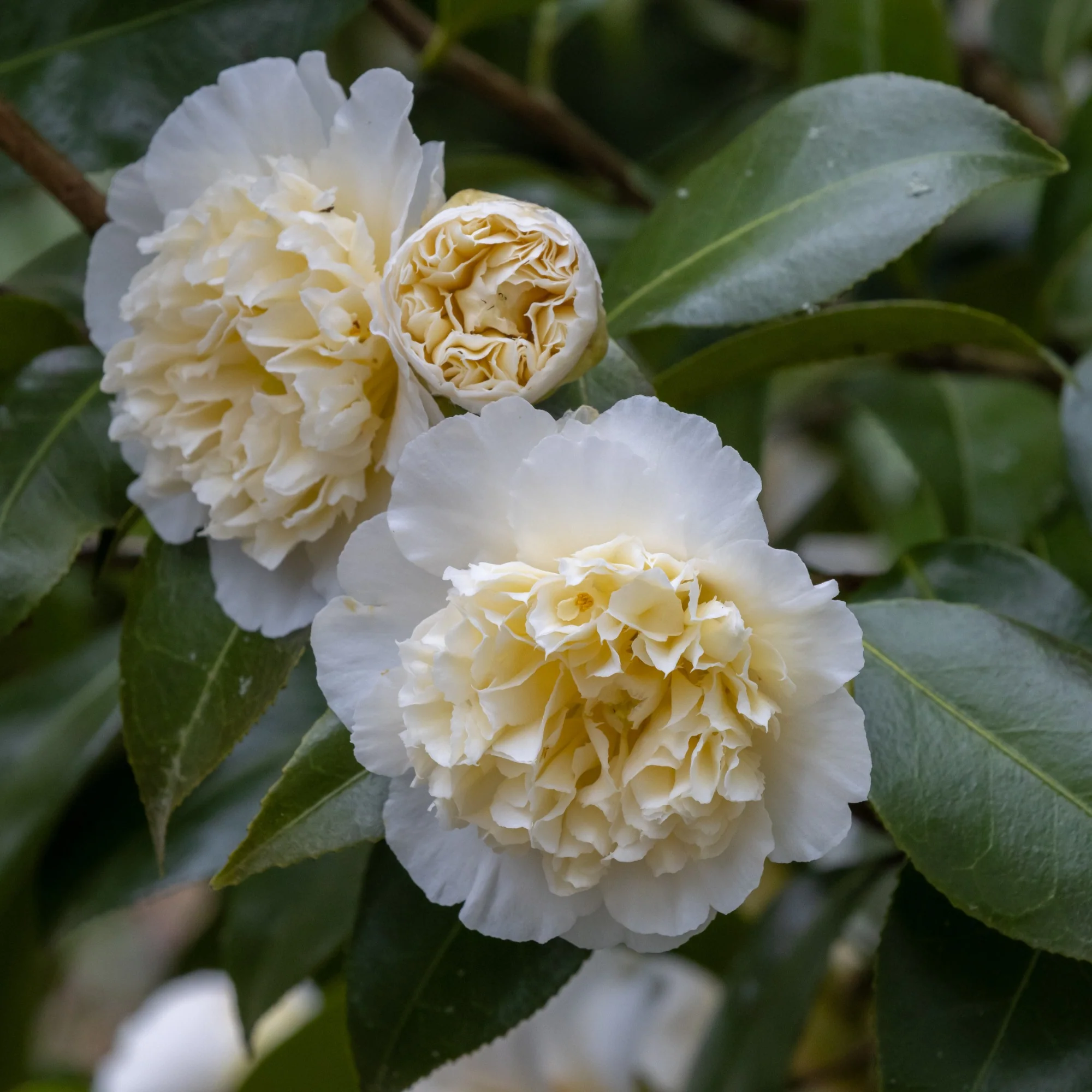 Camélia du Japon à fleurs doubles blanches - Image 2