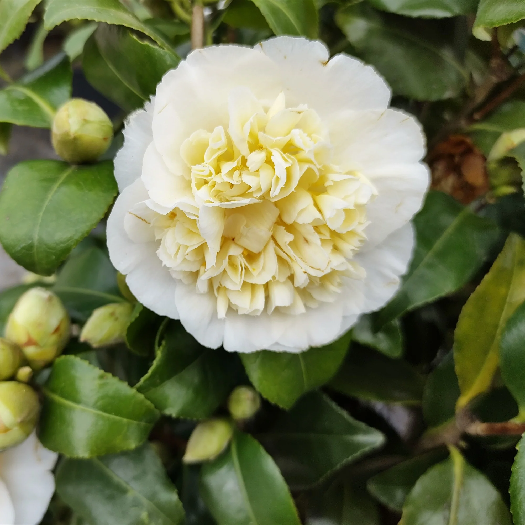 Camélia du Japon à fleurs doubles blanches - Image 3