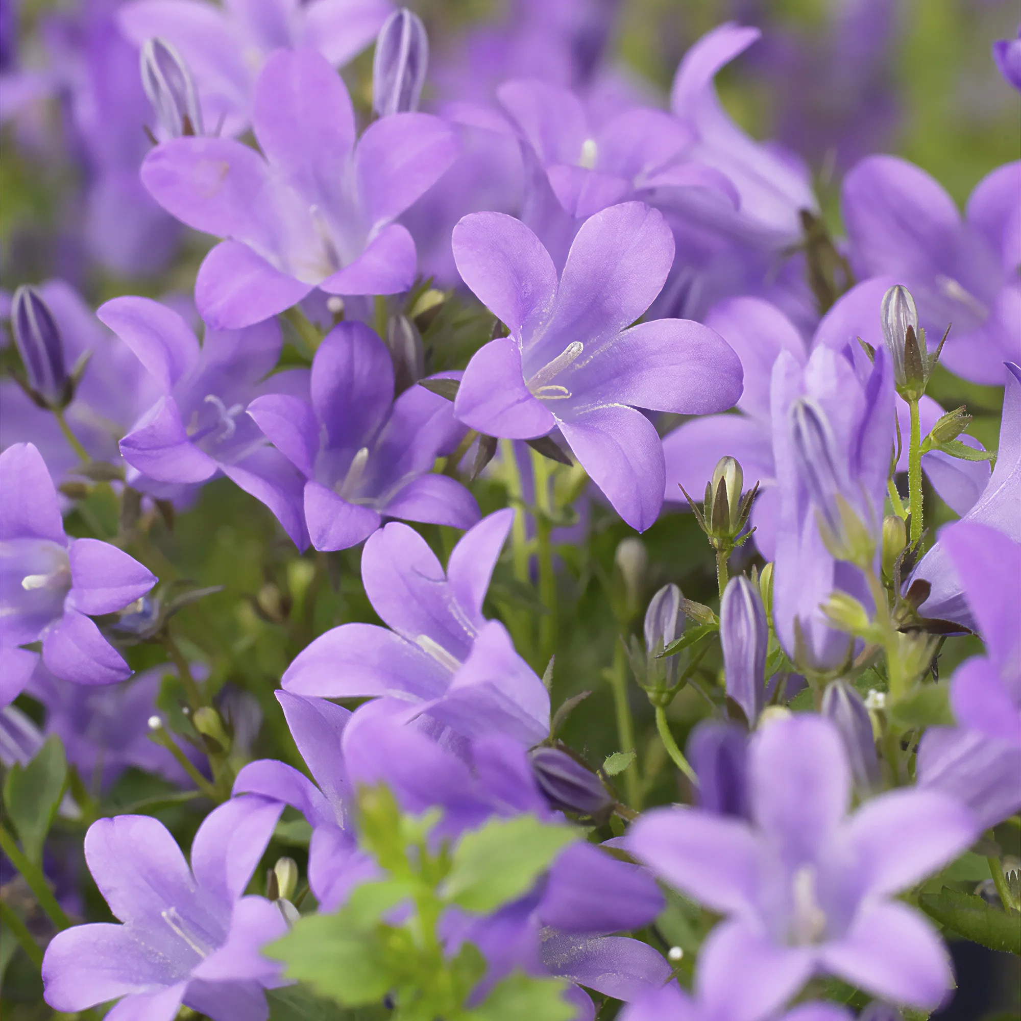 Campanule des murailles - Image 4