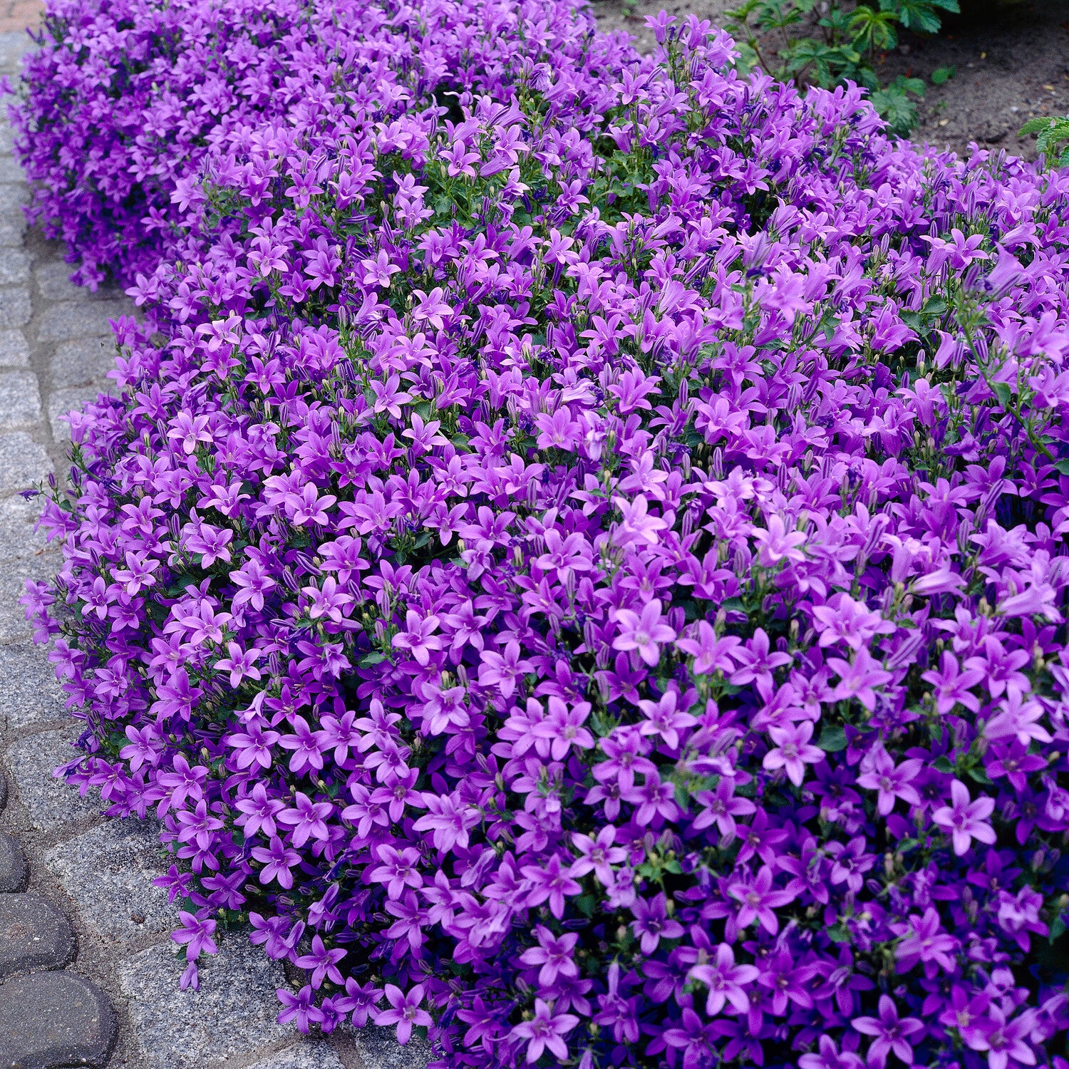 Campanule des murailles - Image 6