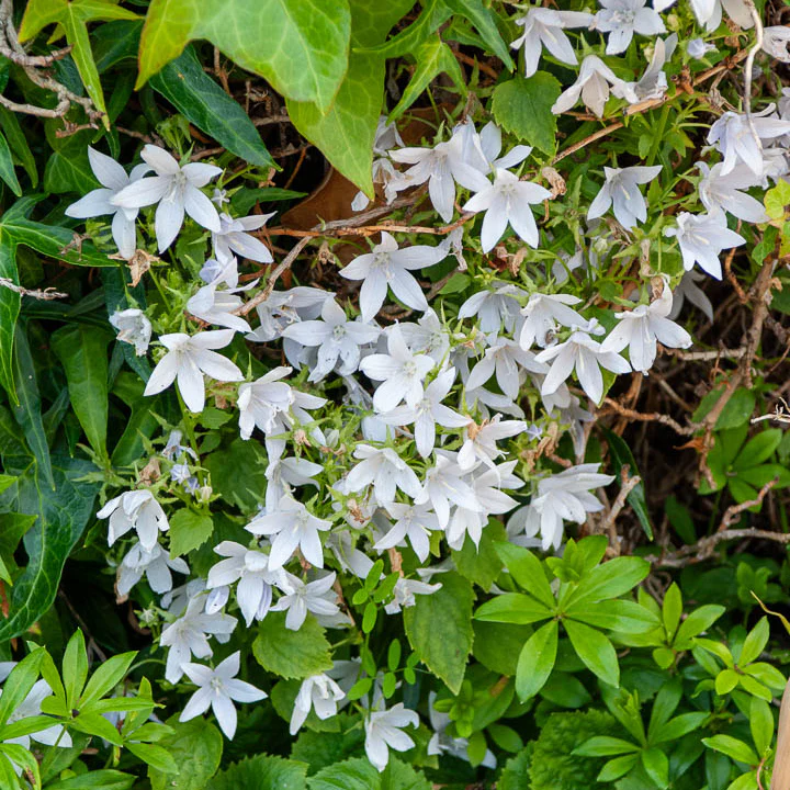 Campanule des murets E.H. Frost - Image 3