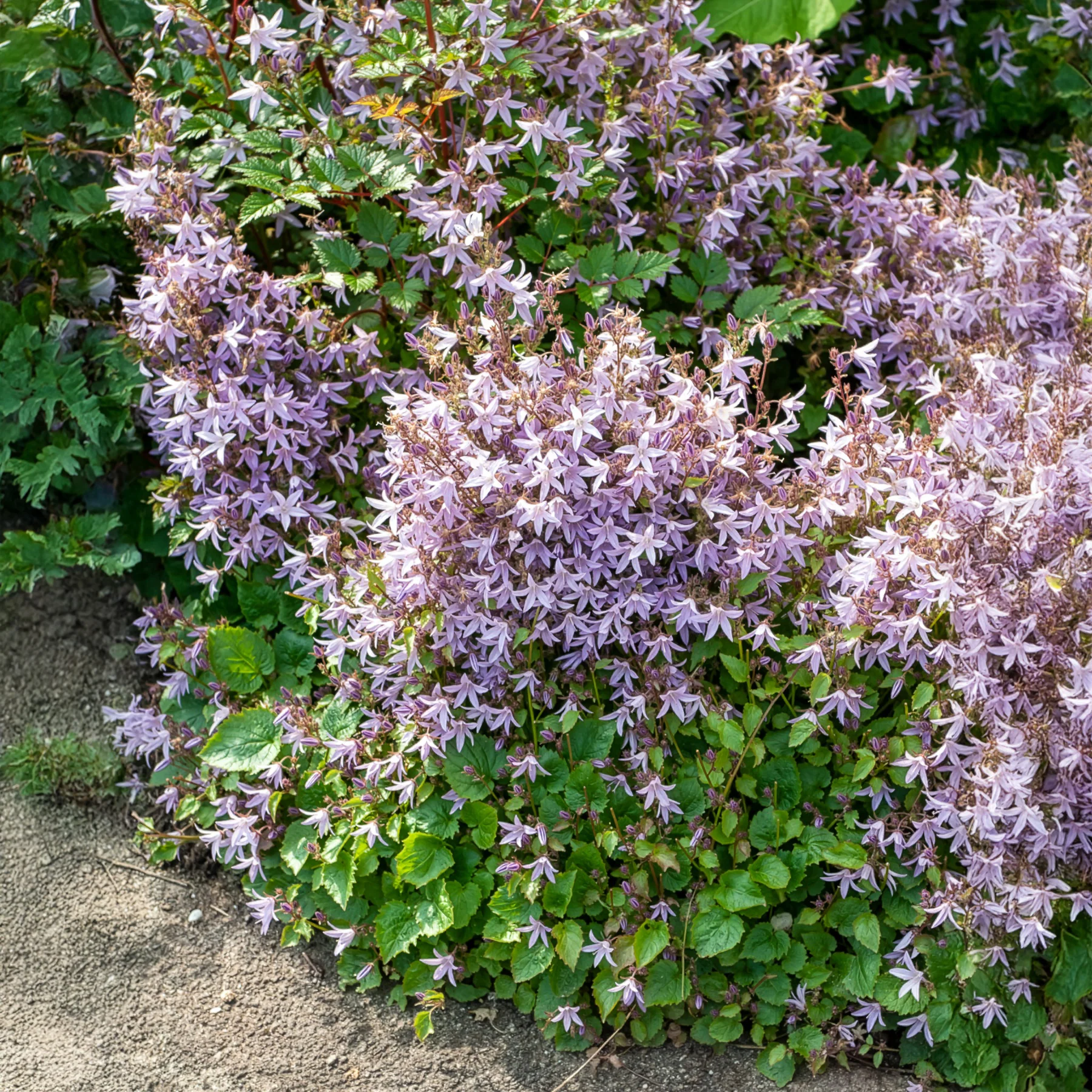 Campanule des murets Lisduggan - Image 2