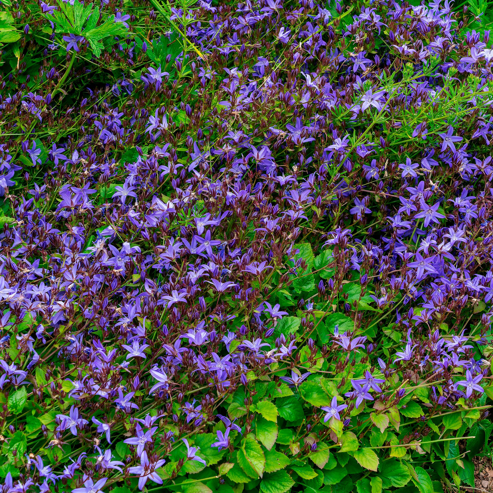 Campanule des murets Stella