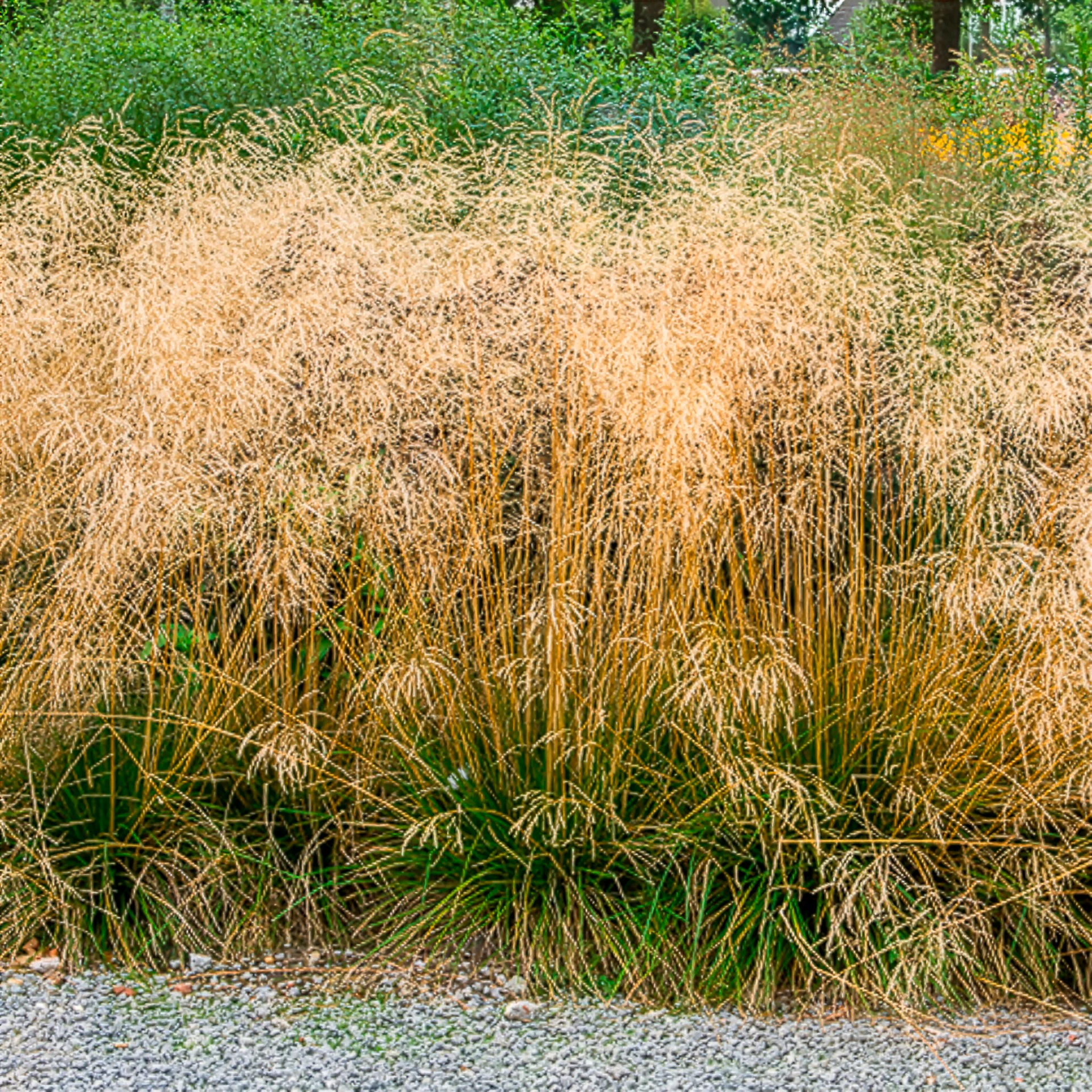 Canche cespiteuse Goldtau - Image 3