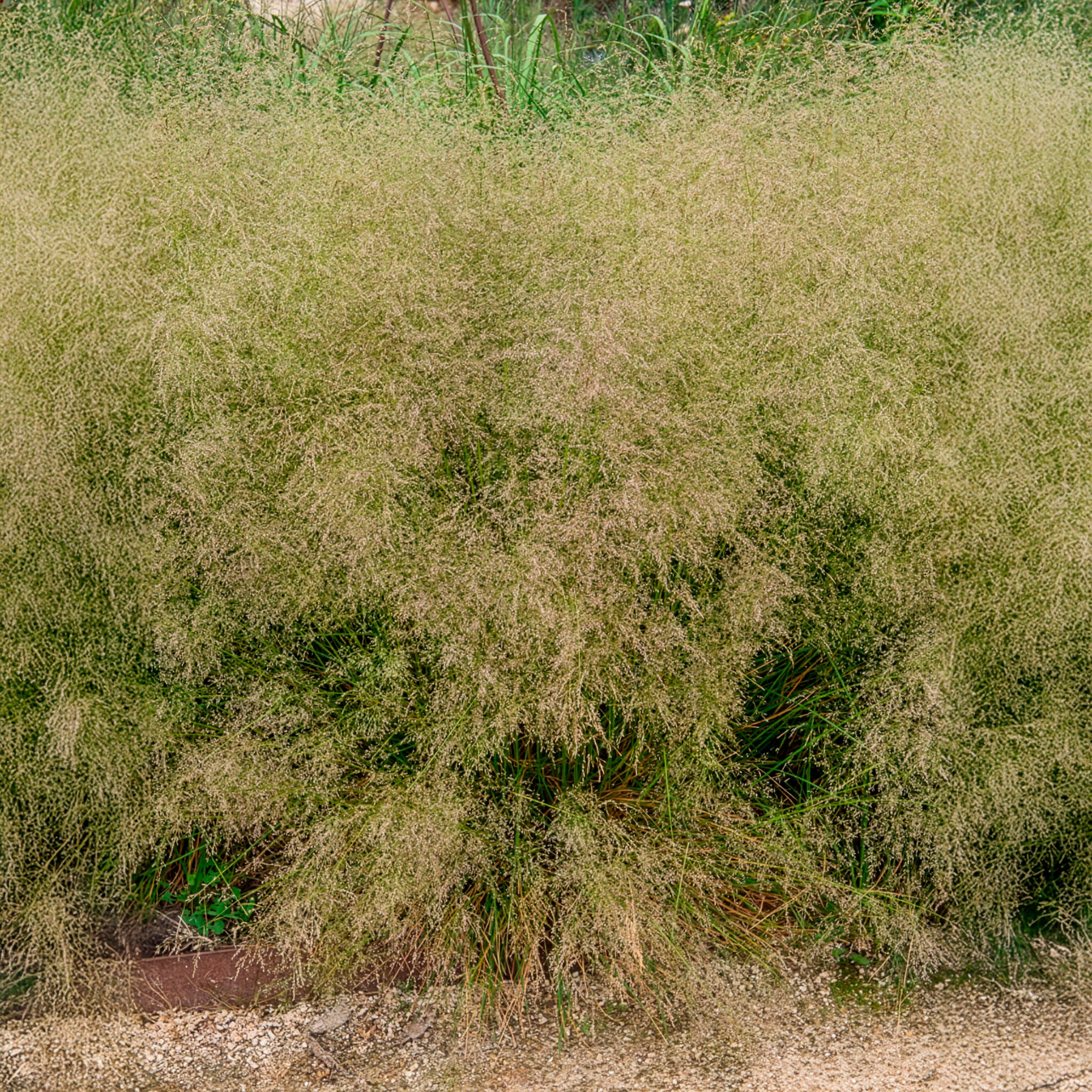 Canche cespiteuse Goldtau - Image 4